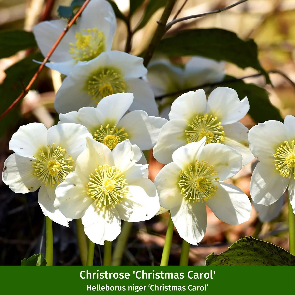 Winterarrangement mit Christrose und Picea - Image 5