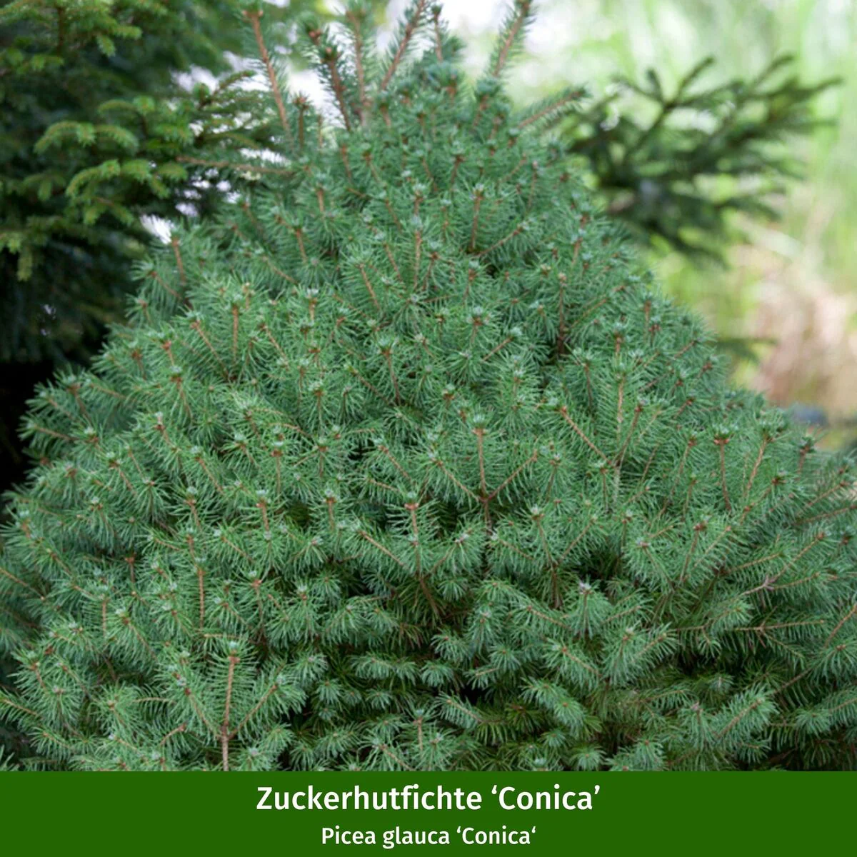 Winterarrangement mit Christrose und Picea - Image 6