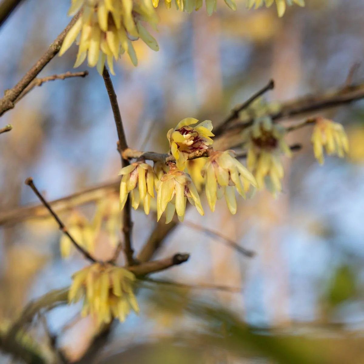 Winterblüte