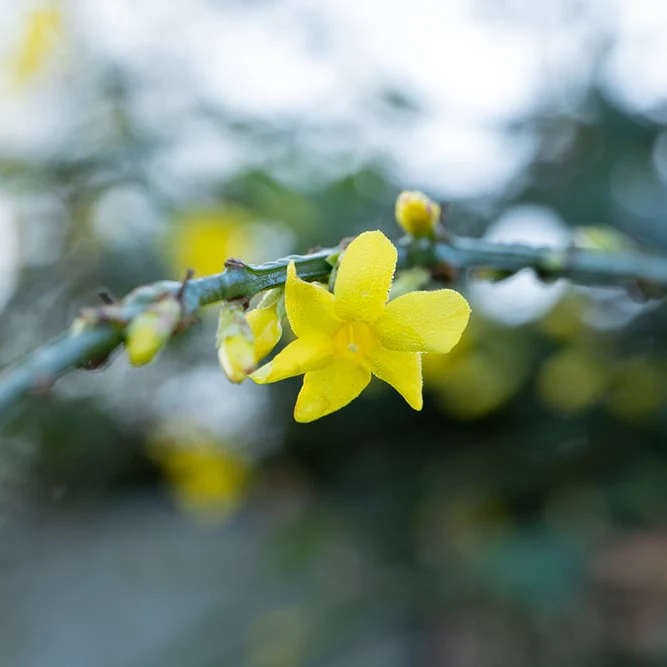 Winterjasmin - Image 2