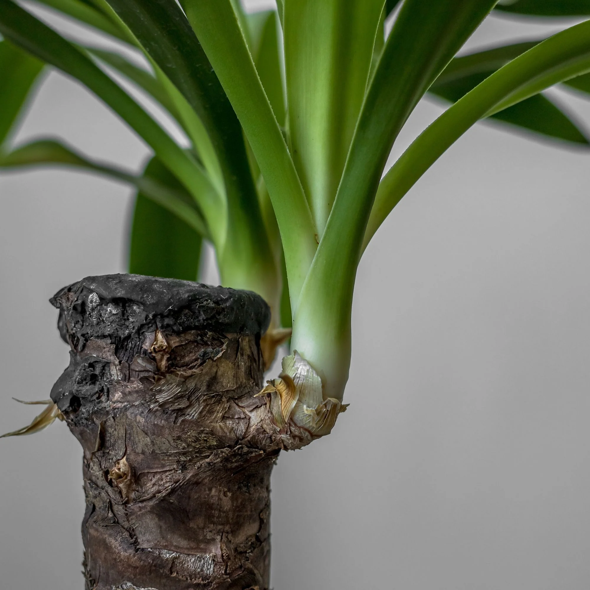 Yucca-Palme - Image 2