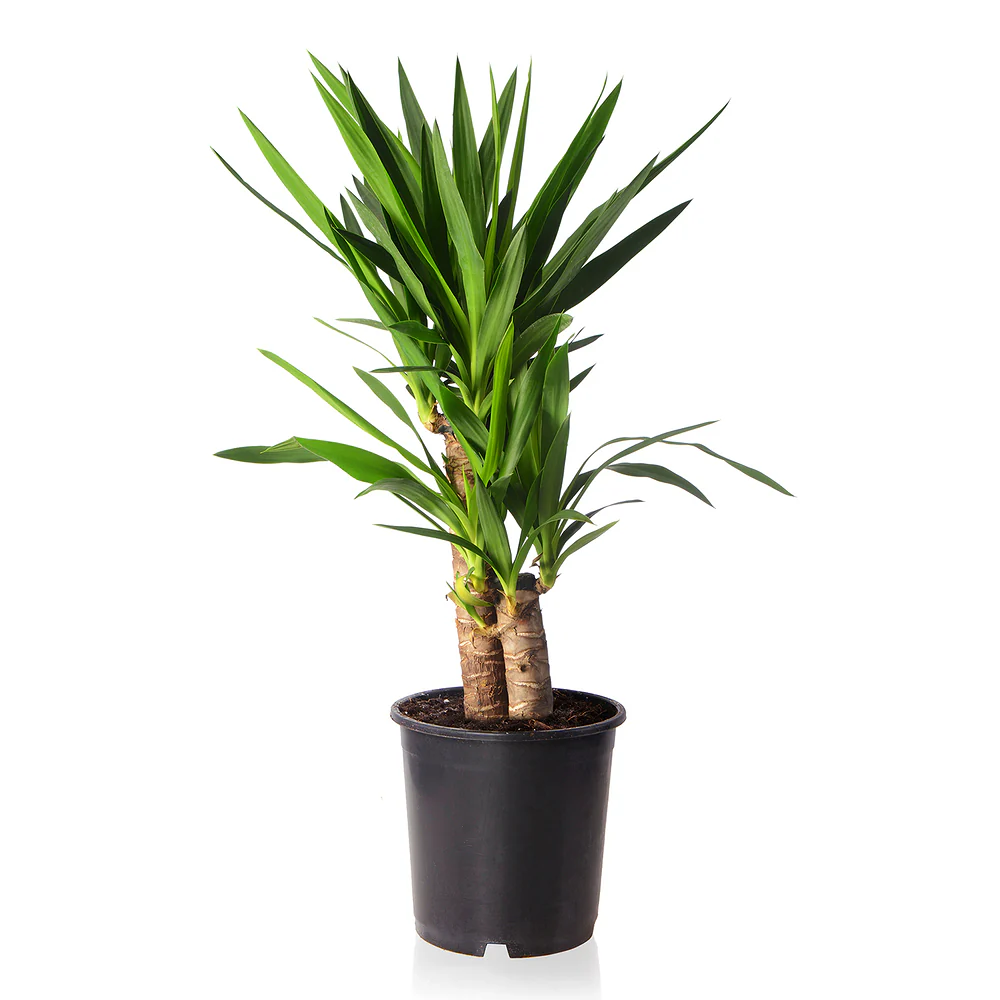 Yucca-Palme - Image 3