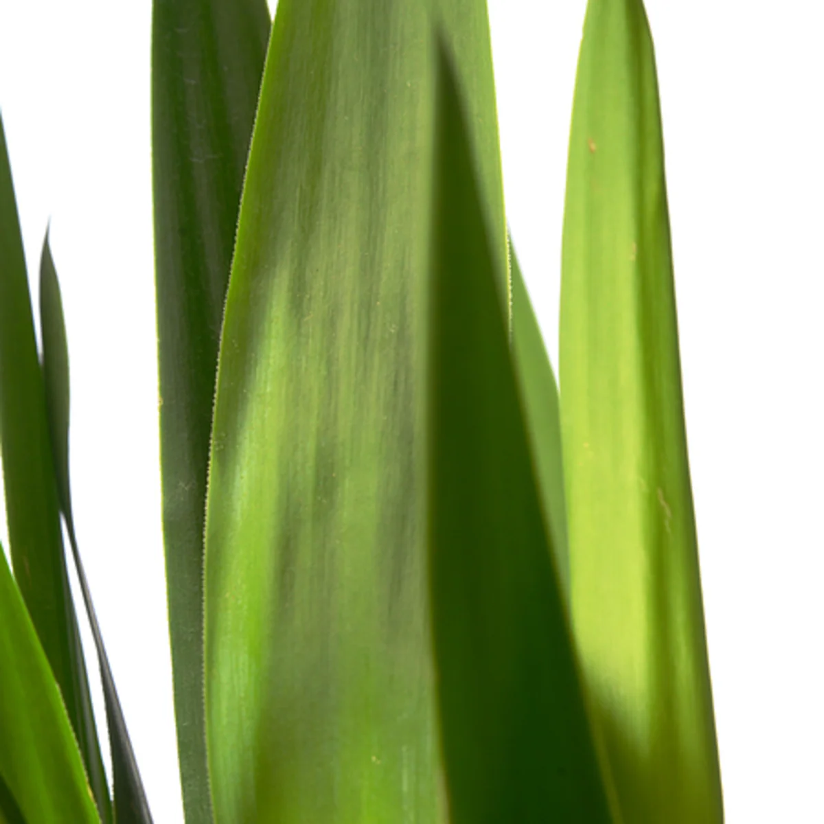 Yucca-Palme - Image 4