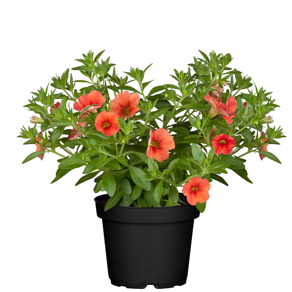 Zauberglöckchen - Image 15