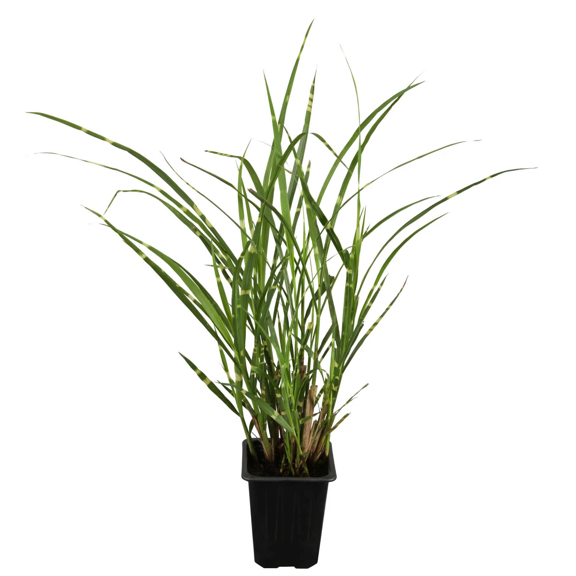Zebra-Chinaschilf 'Zebrinus' - Image 2