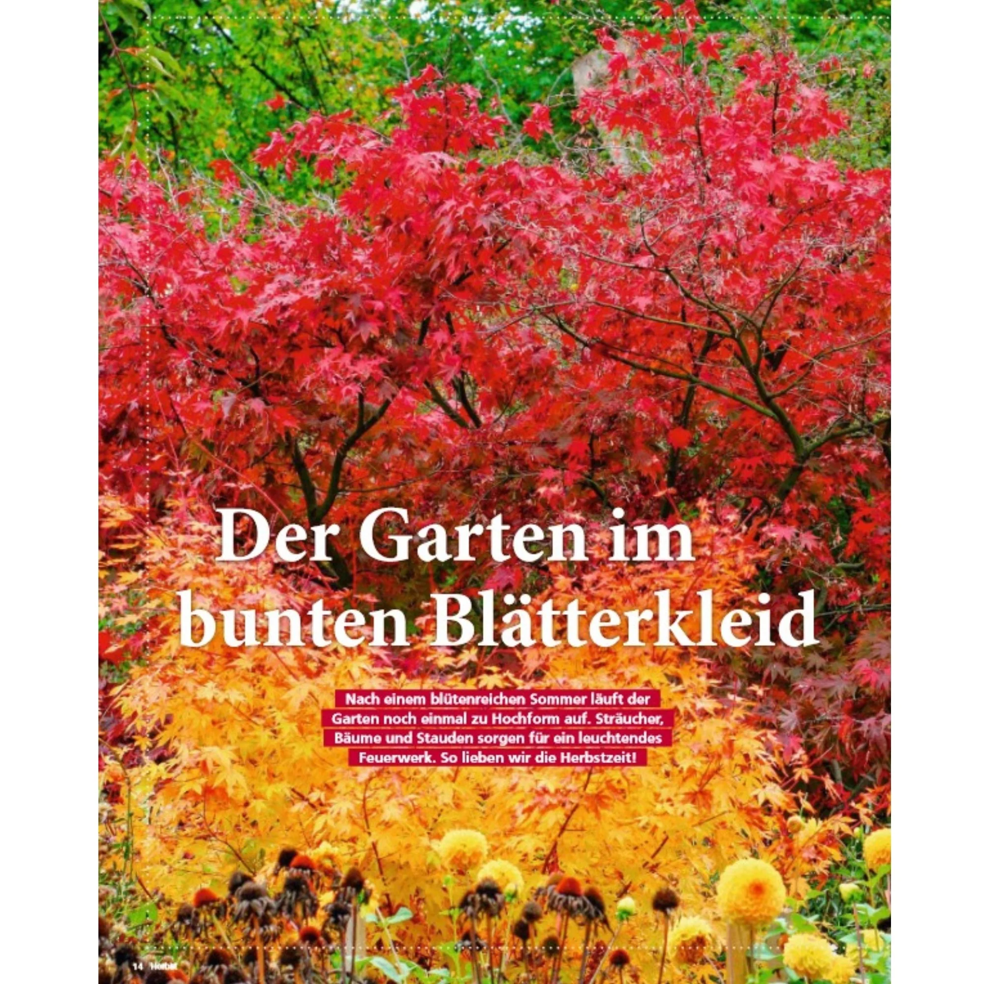 Zeitschrift Mein schöner Garten Spezial 'Herbstideen' 04/25 - Image 3