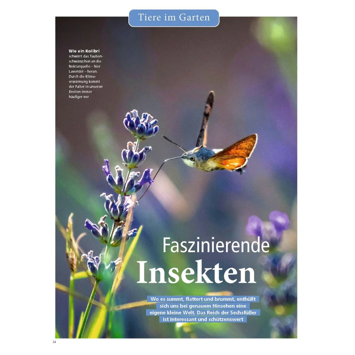 Zeitschrift Mein schöner Garten Spezial 'Naturgarten' 03/26 - Image 3