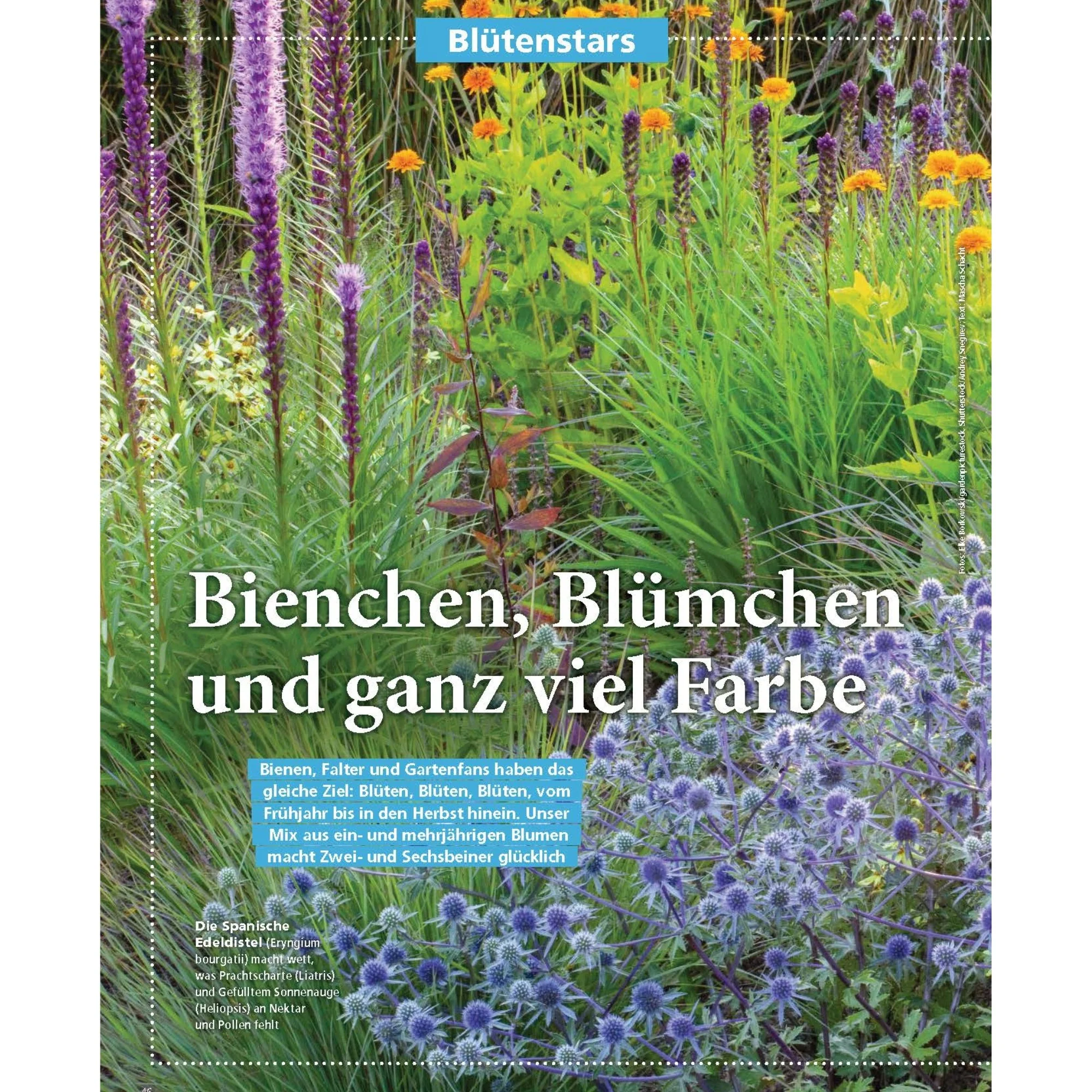 Zeitschrift Mein schöner Garten Spezial 'Beetideen' 02/26 - Image 3