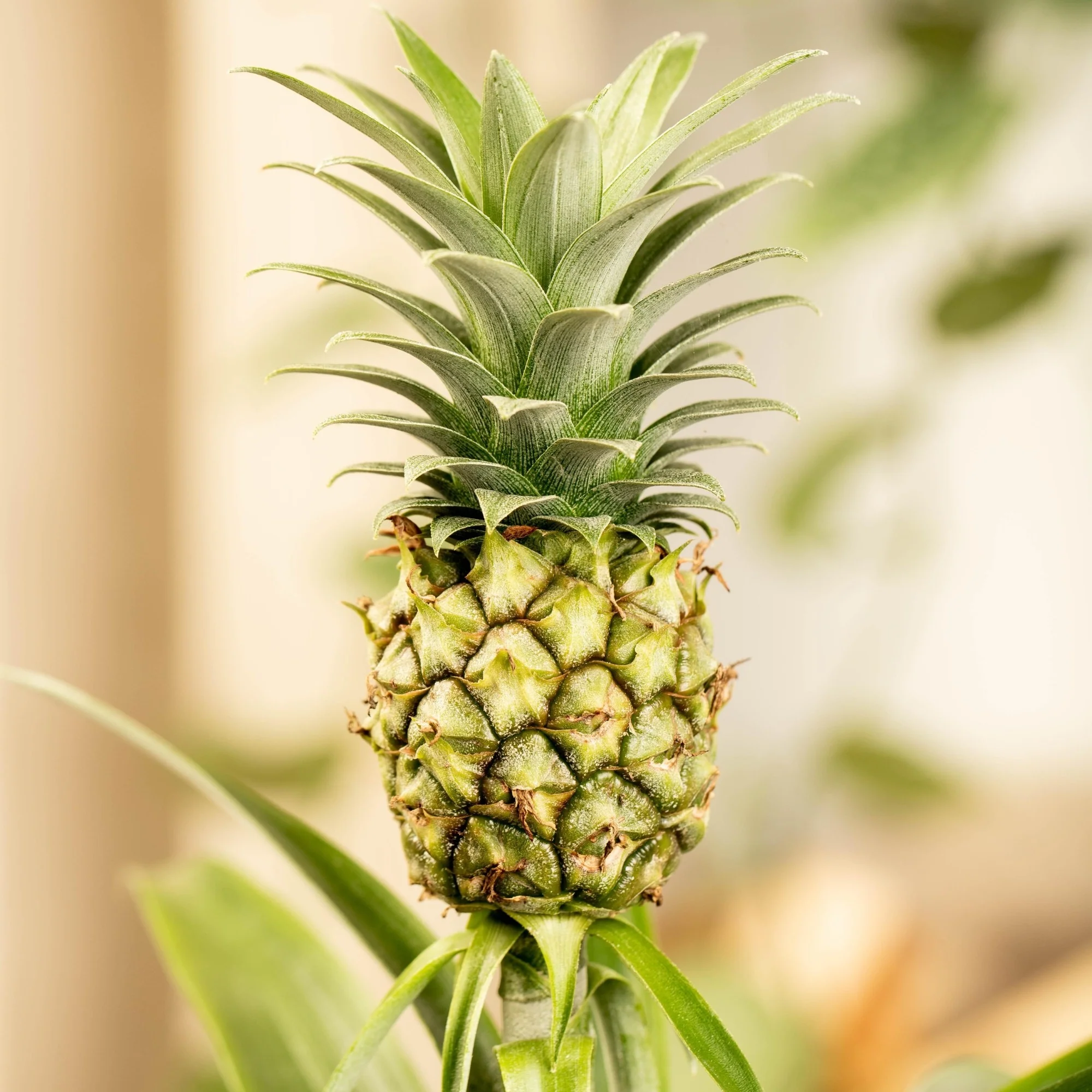 Zierananas mit Mini-Frucht - Image 2