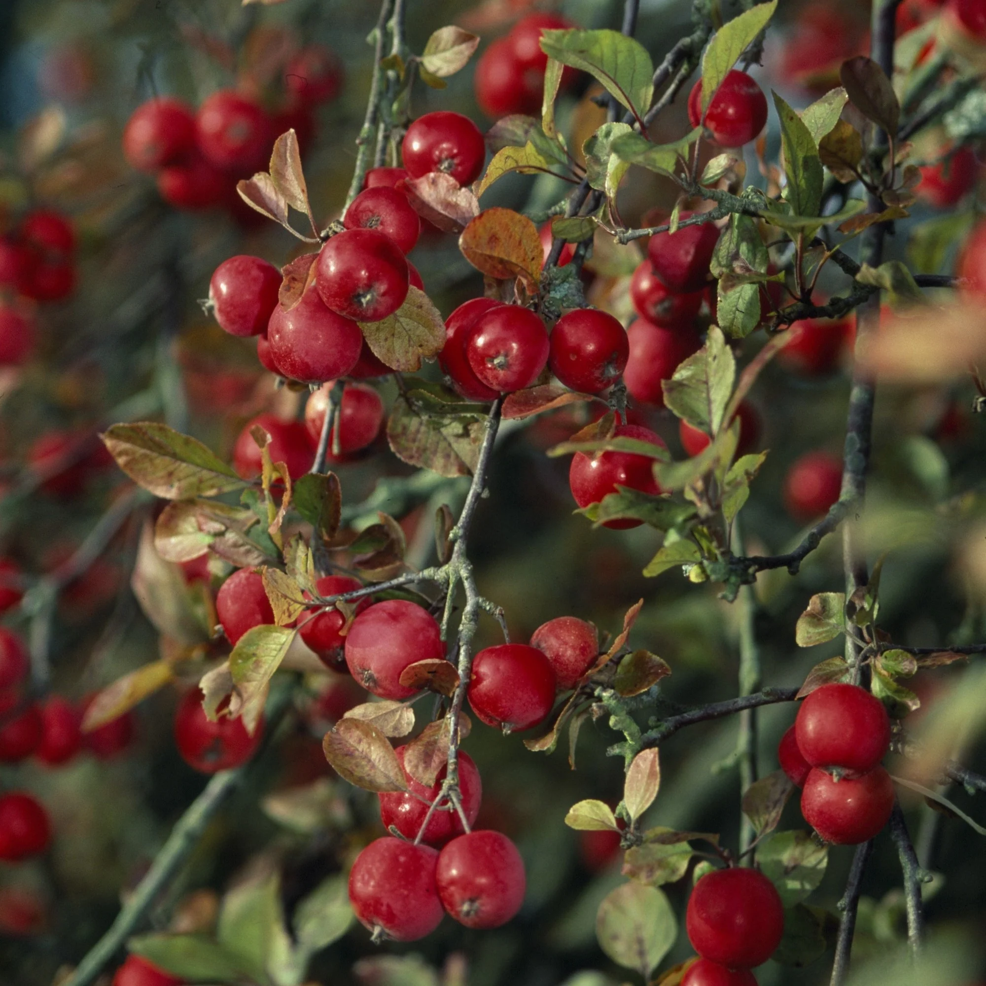 Zierapfel 'Red Sentinal' - Image 3