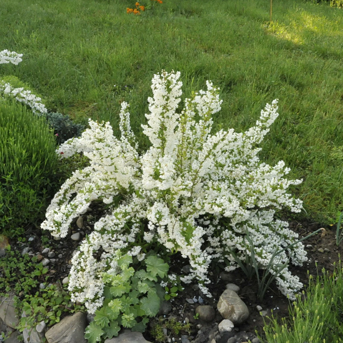 Ziergehölz-Set "Frühsommerliche Dufthecke", 3 Pflanzen - Image 4
