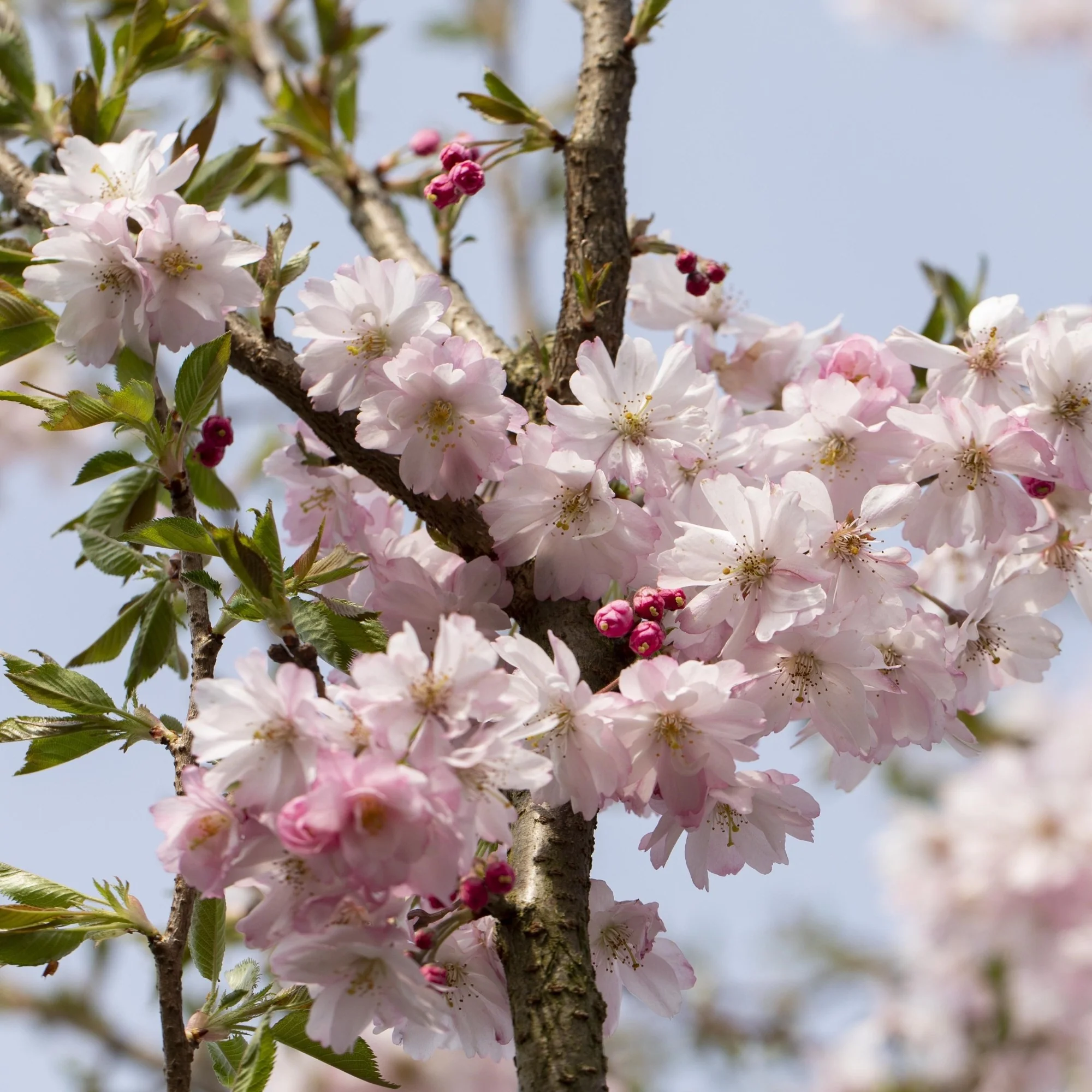 Zierkirsche 'Autumnalis Rosea'