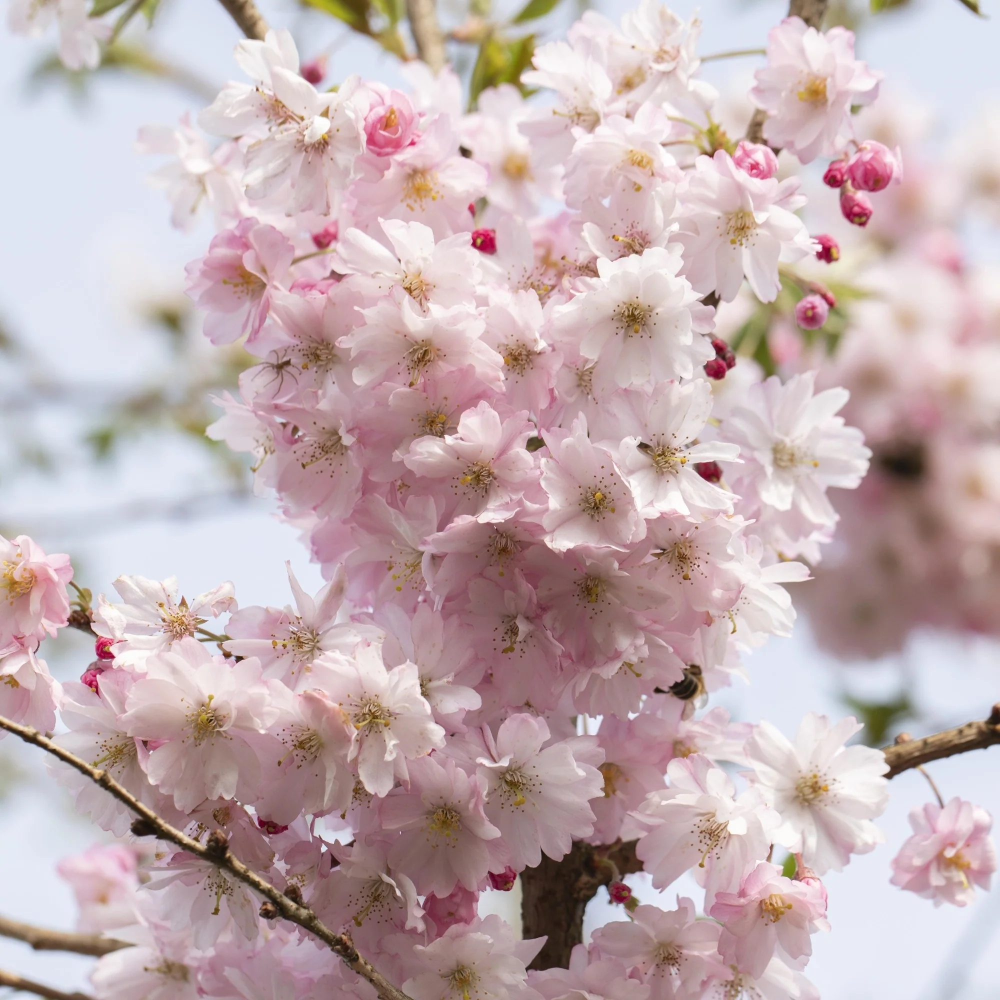 Zierkirsche 'Autumnalis Rosea' - Image 2