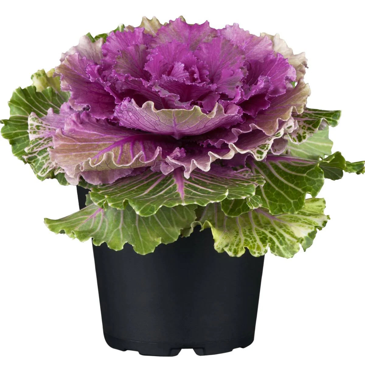 Zierkohl - Image 2