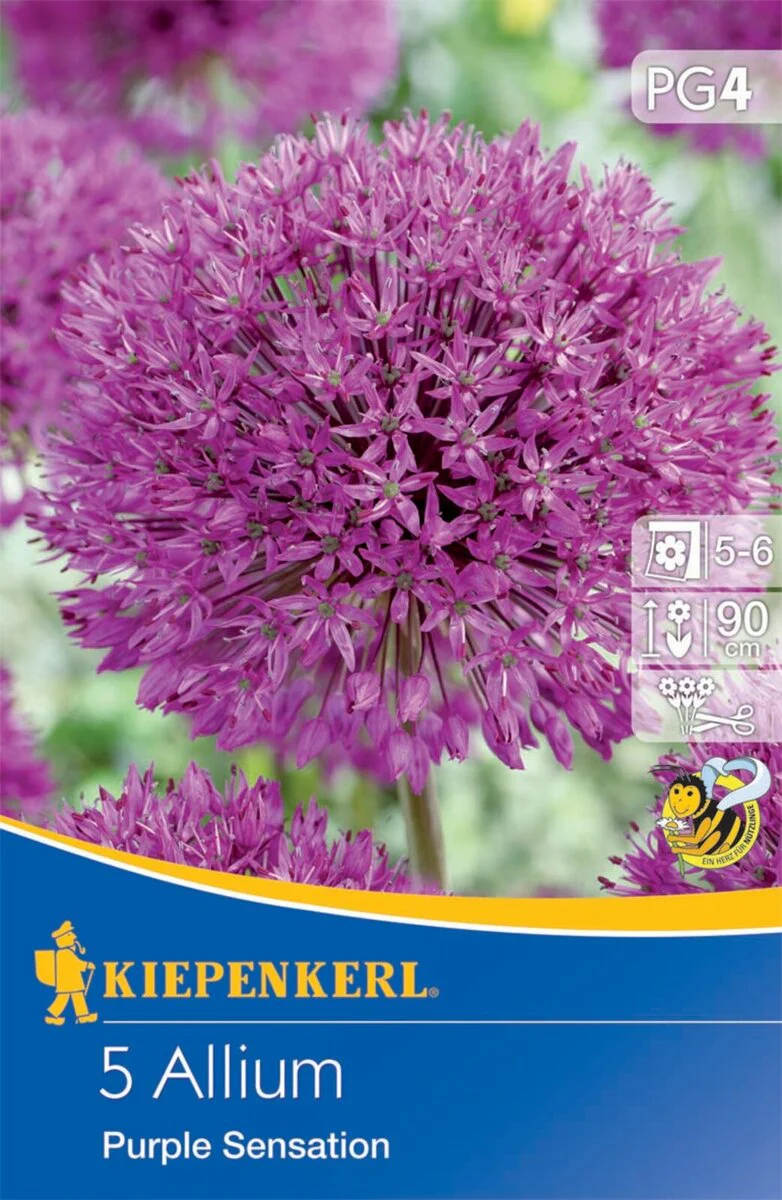 Zierlauch Purple 'Sensation', 5 Zwiebeln