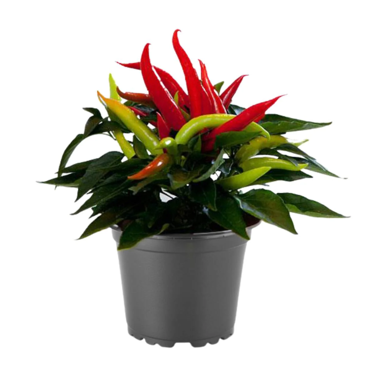 Zierpaprika 'Cupala'
