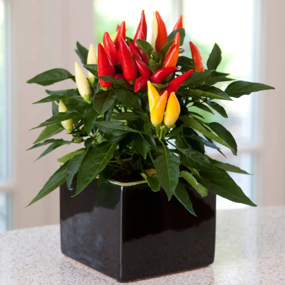 Zierpaprika 'Joker'