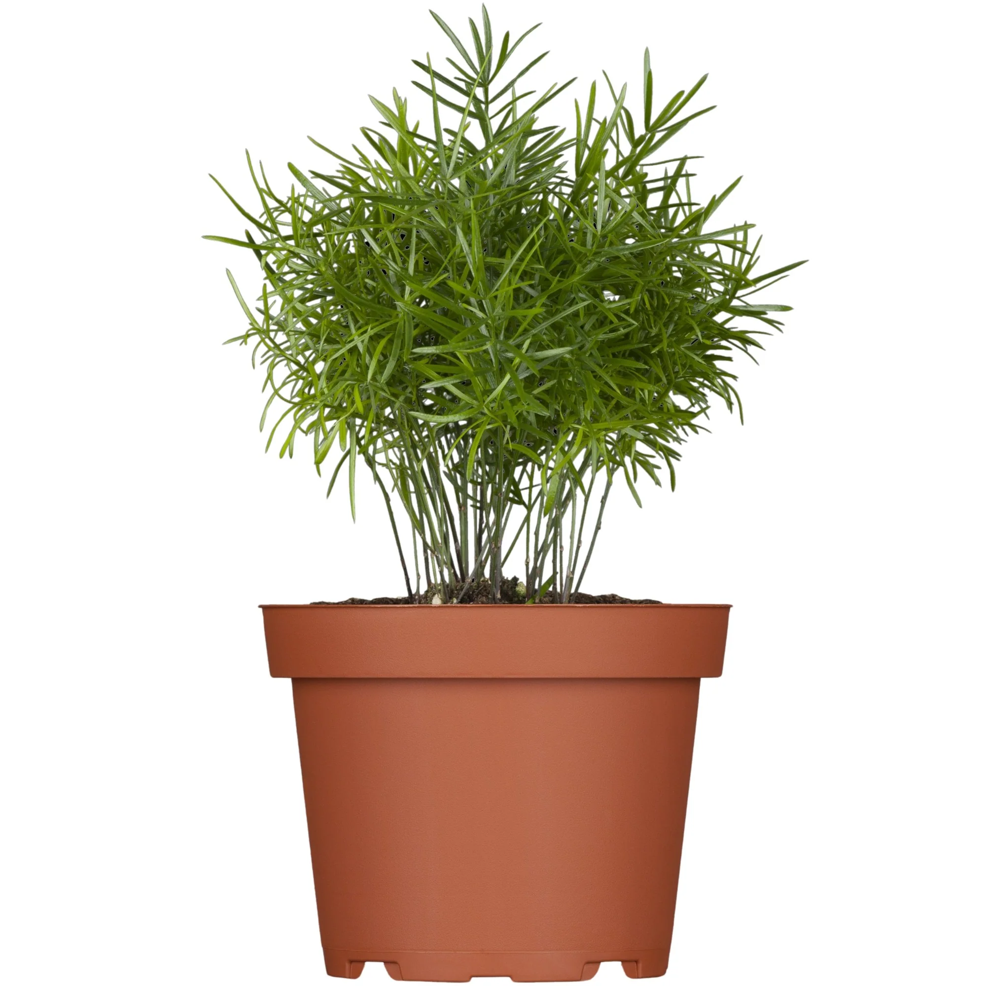 Zierspargel 'Sprengeri' - Image 4