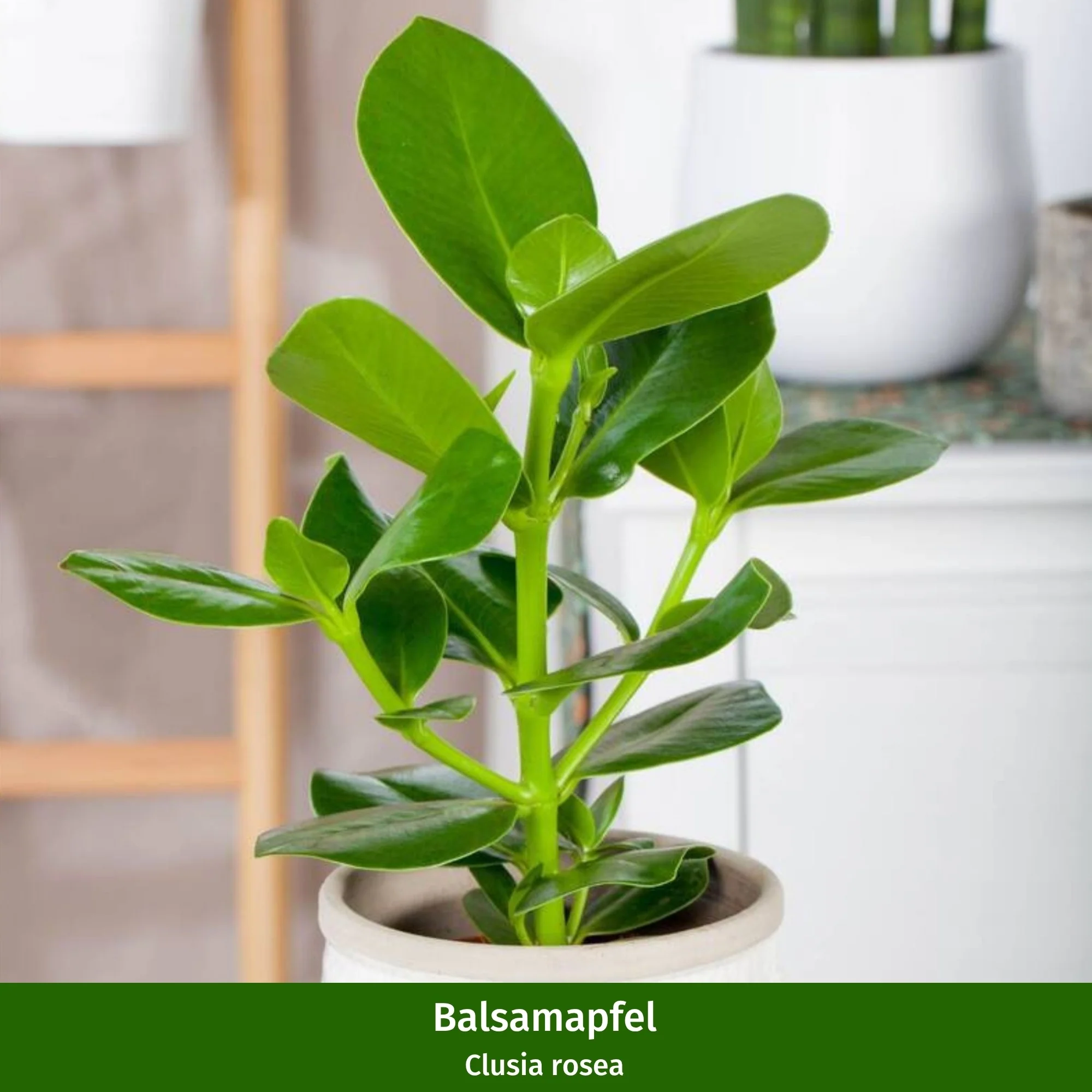 Zimmerpflanzen-Set "Blattpoesie" - Image 2
