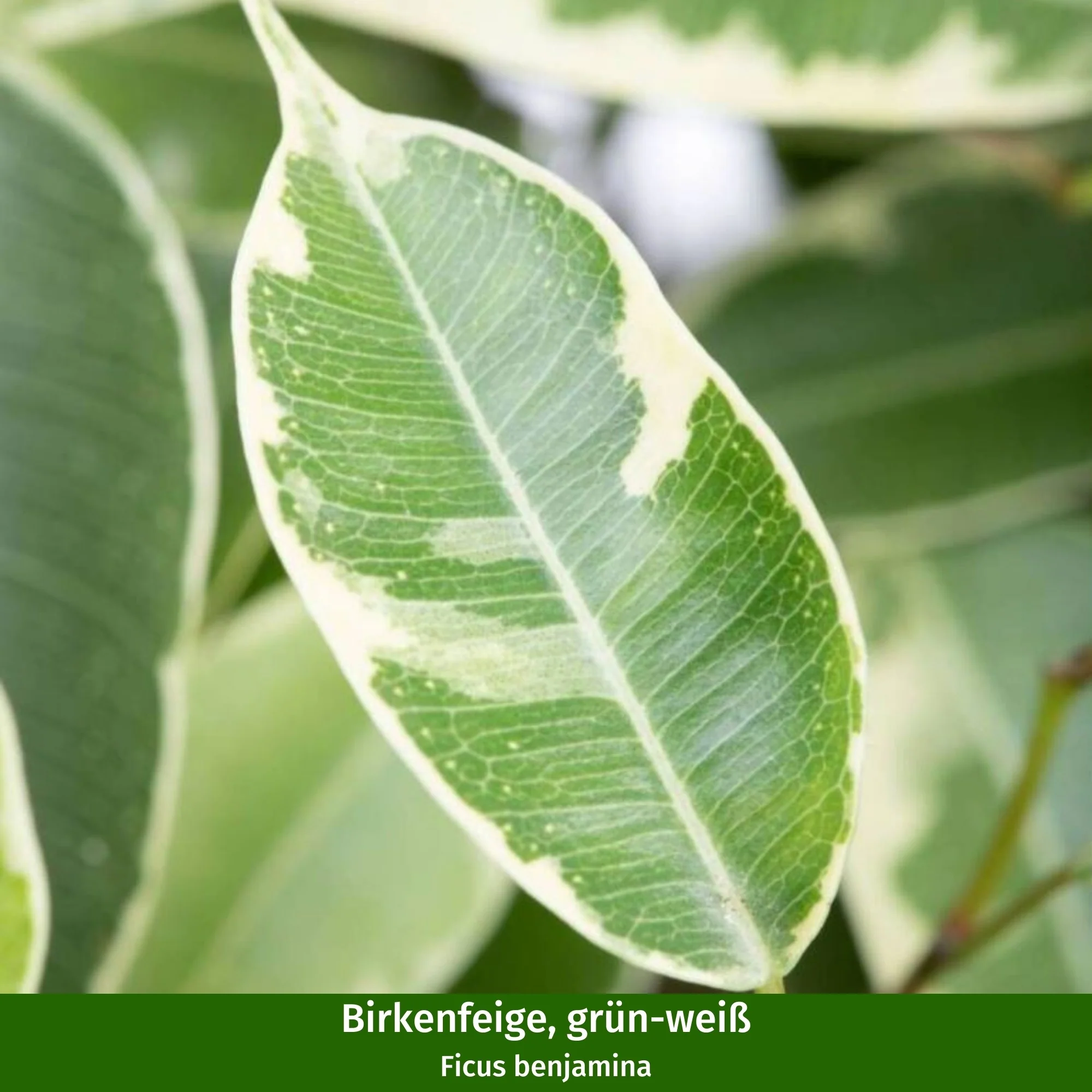 Zimmerpflanzen-Set "Dreifarbige Ficus-Kollektion" - Image 2