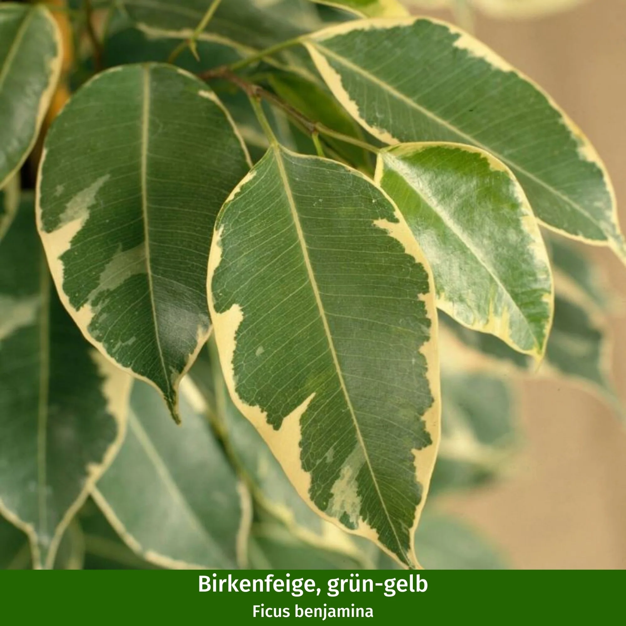 Zimmerpflanzen-Set "Dreifarbige Ficus-Kollektion" - Image 3