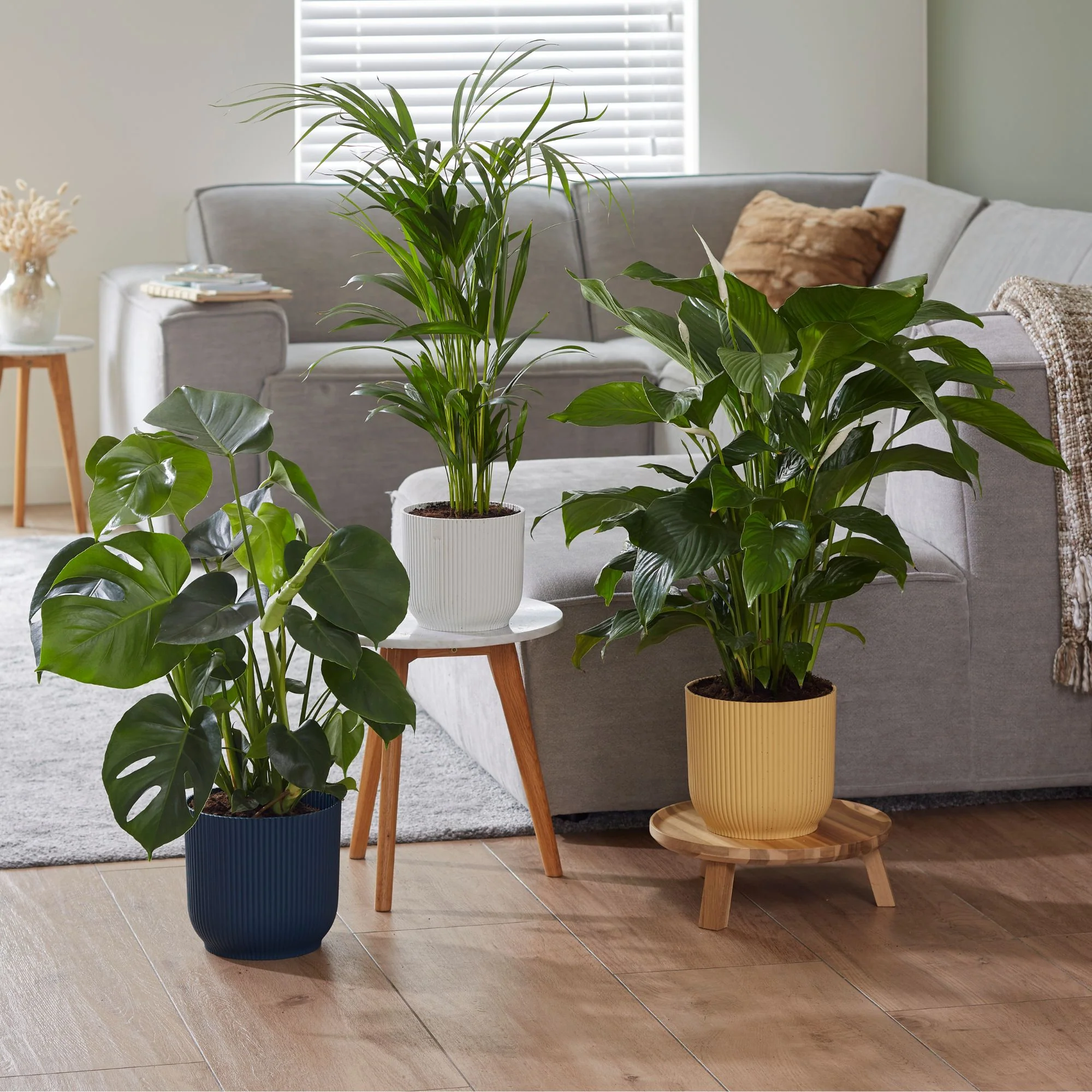 Zimmerpflanzen-Set "Evergreens"