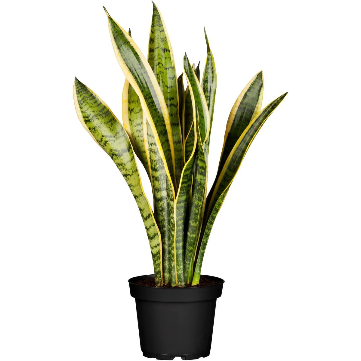 Zimmerpflanzen-Set "Exotische Lieblinge" - Image 3