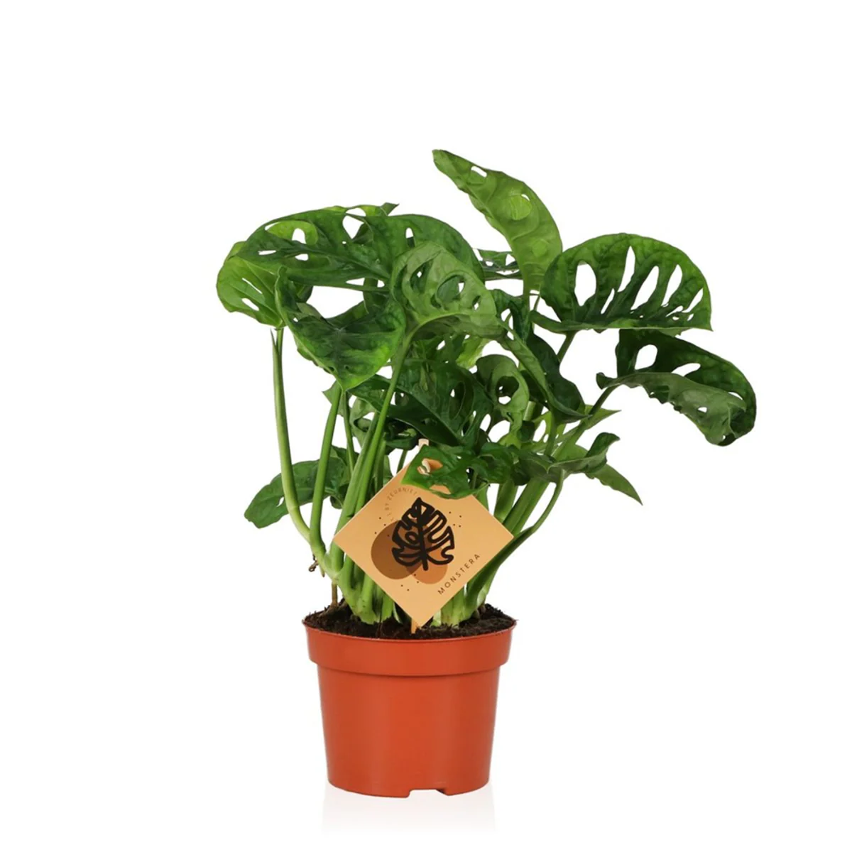 Zimmerpflanzen-Set "Exotische Lieblinge" - Image 4