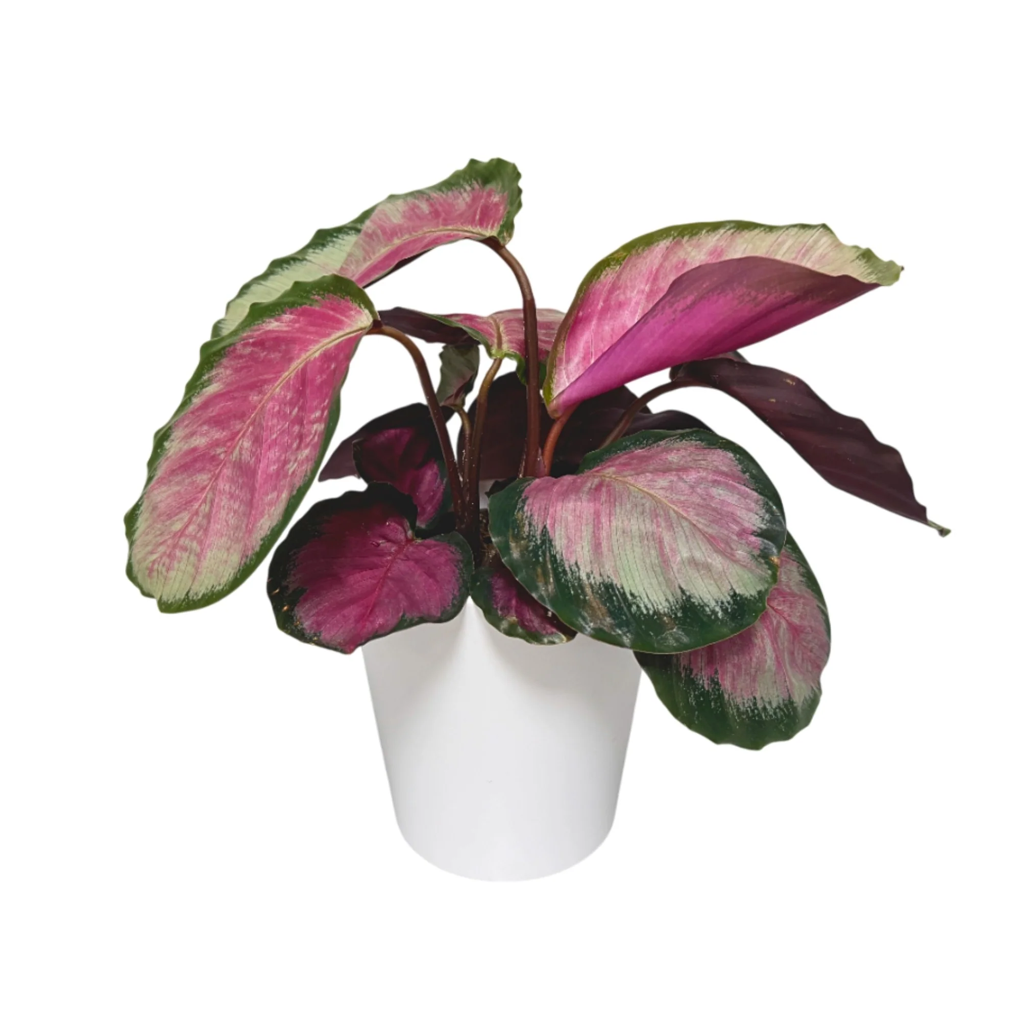 Korbmarante 'Rosy' - Image 2