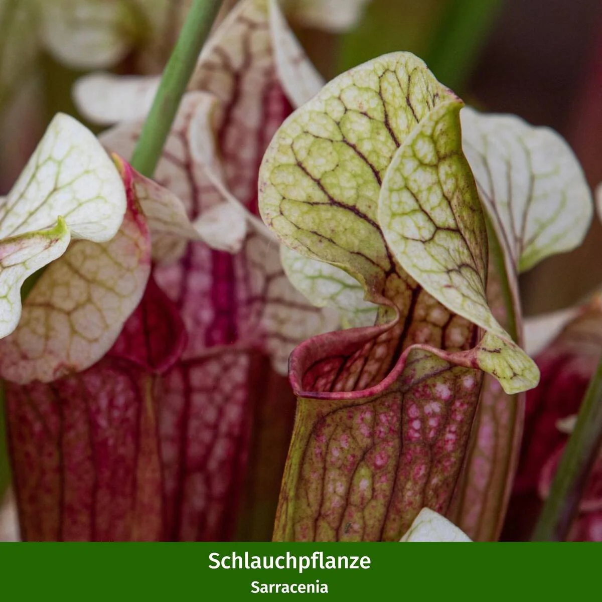 Zimmerpflanzen-Set "Gefräßiges Trio" - Image 5