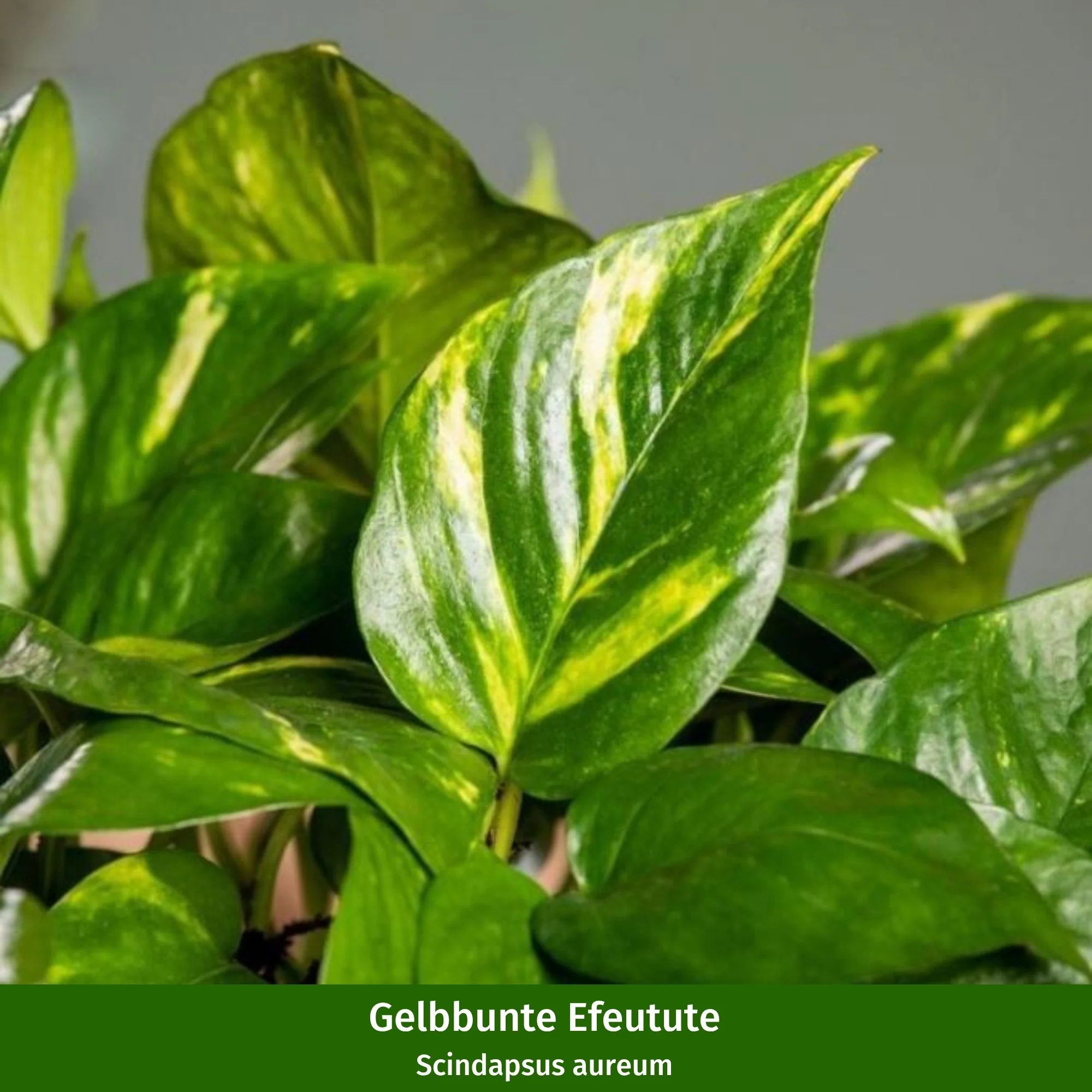 Zimmerpflanzen-Set "Gelbgrünes Duo" - Image 2