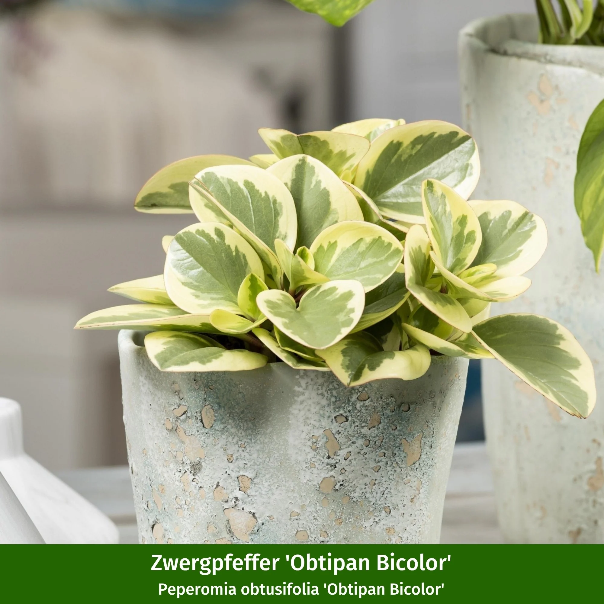 Zimmerpflanzen-Set "Gelbgrünes Duo" - Image 3