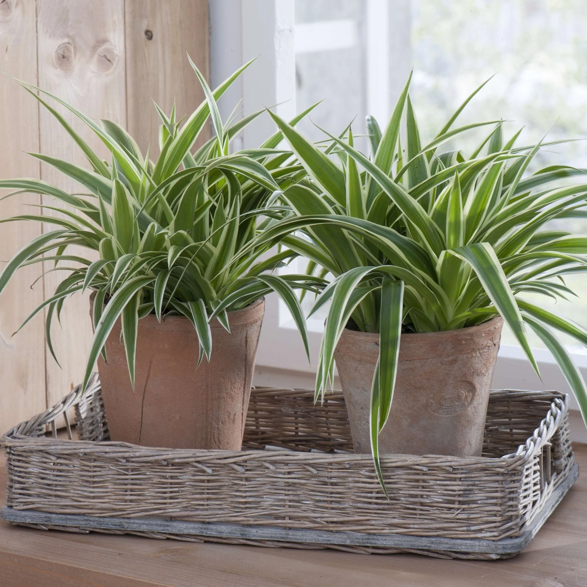 Zimmerpflanzen-Set "Gestreiftes Duo"