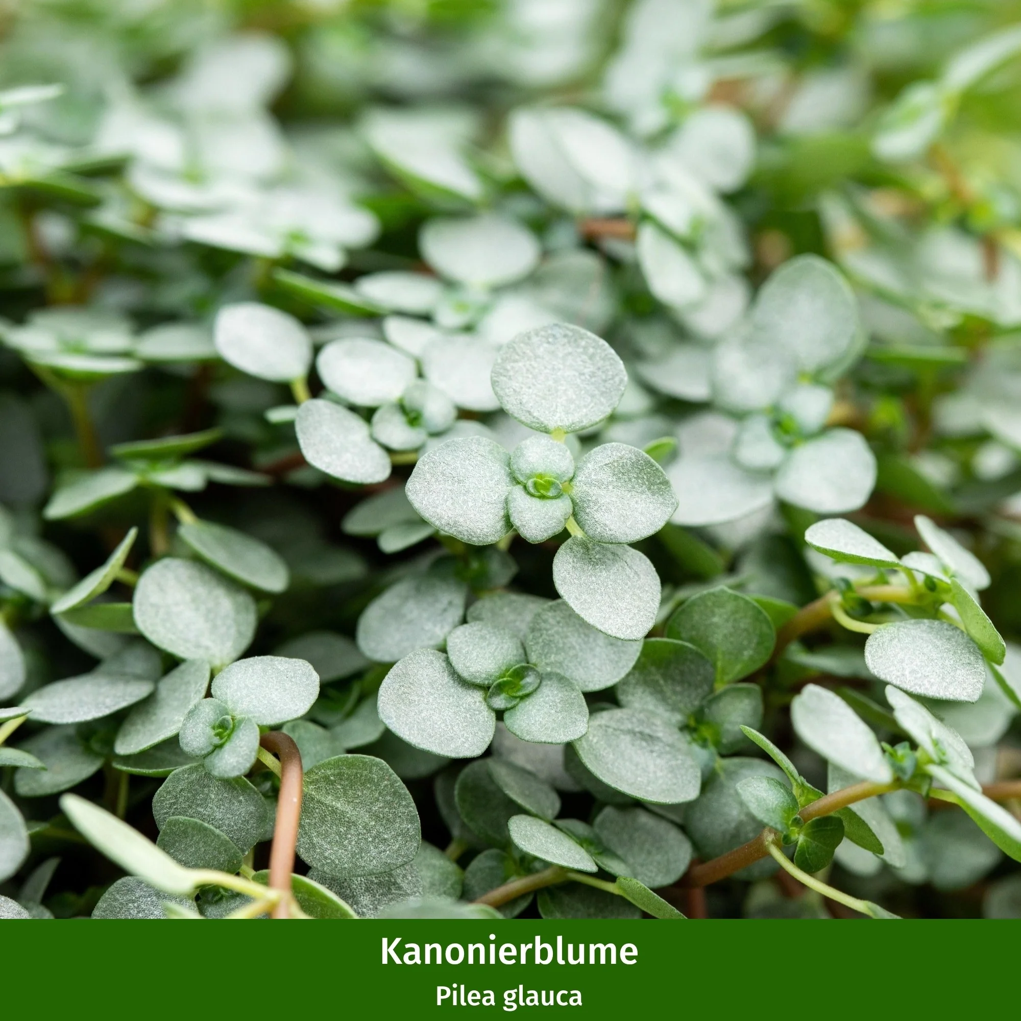 Zimmerpflanzen-Set "Grüne Vielfalt" - Image 3