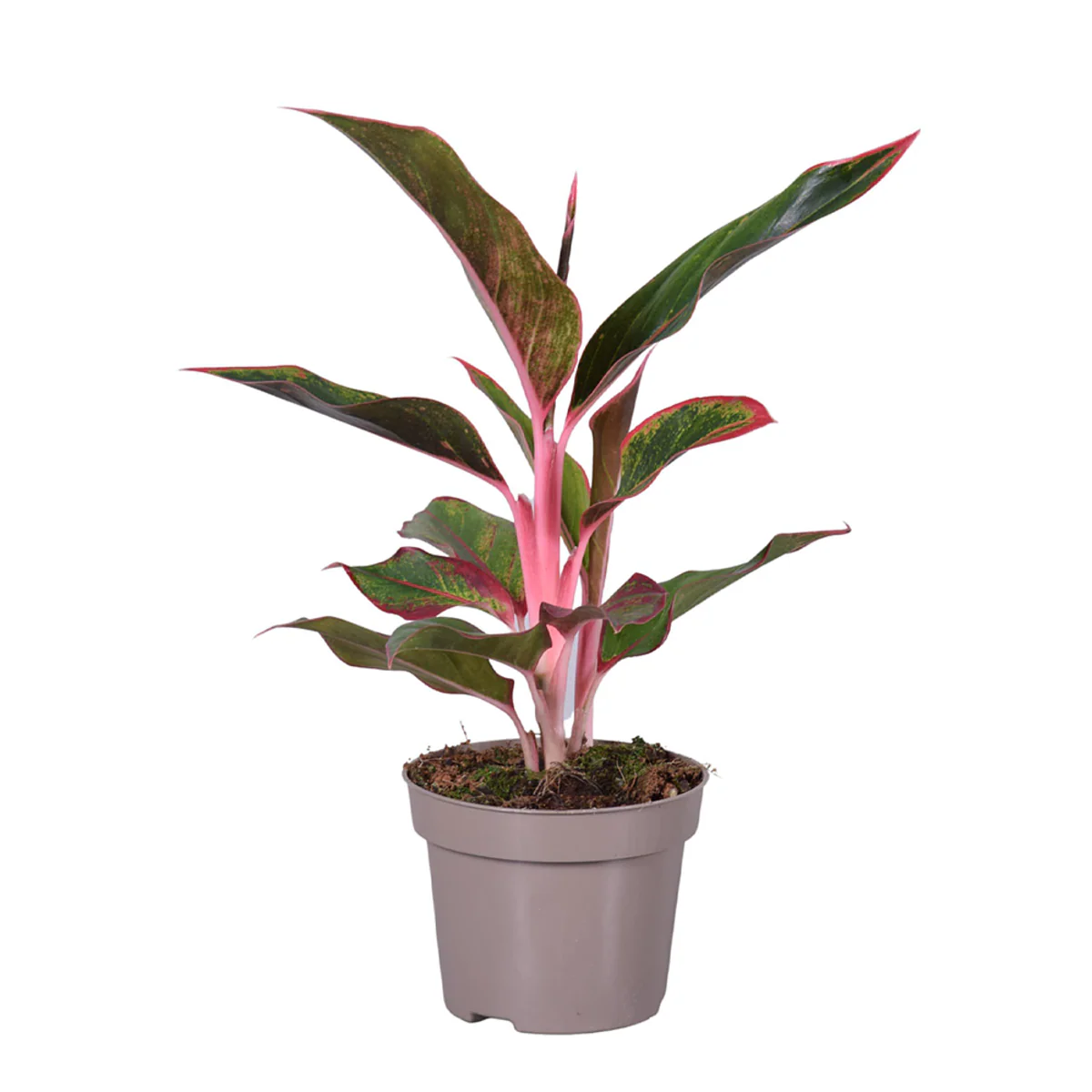 Zimmerpflanzen-Set "Pink Beauties", 2 Pflanzen - Image 3