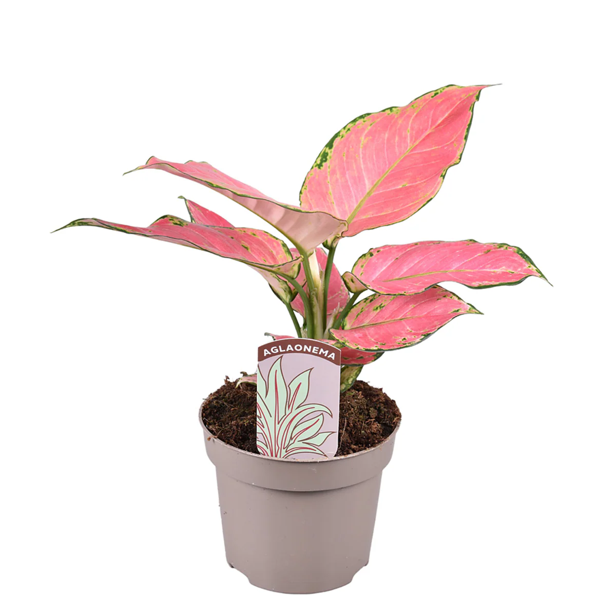 Zimmerpflanzen-Set "Pink Beauties", 2 Pflanzen - Image 4