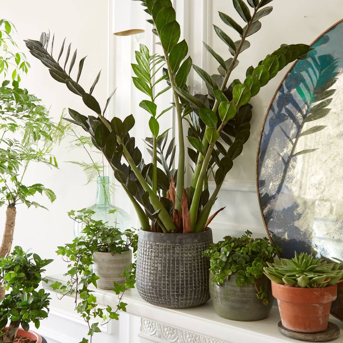 Zimmerpflanzen-Set "Plant Love"