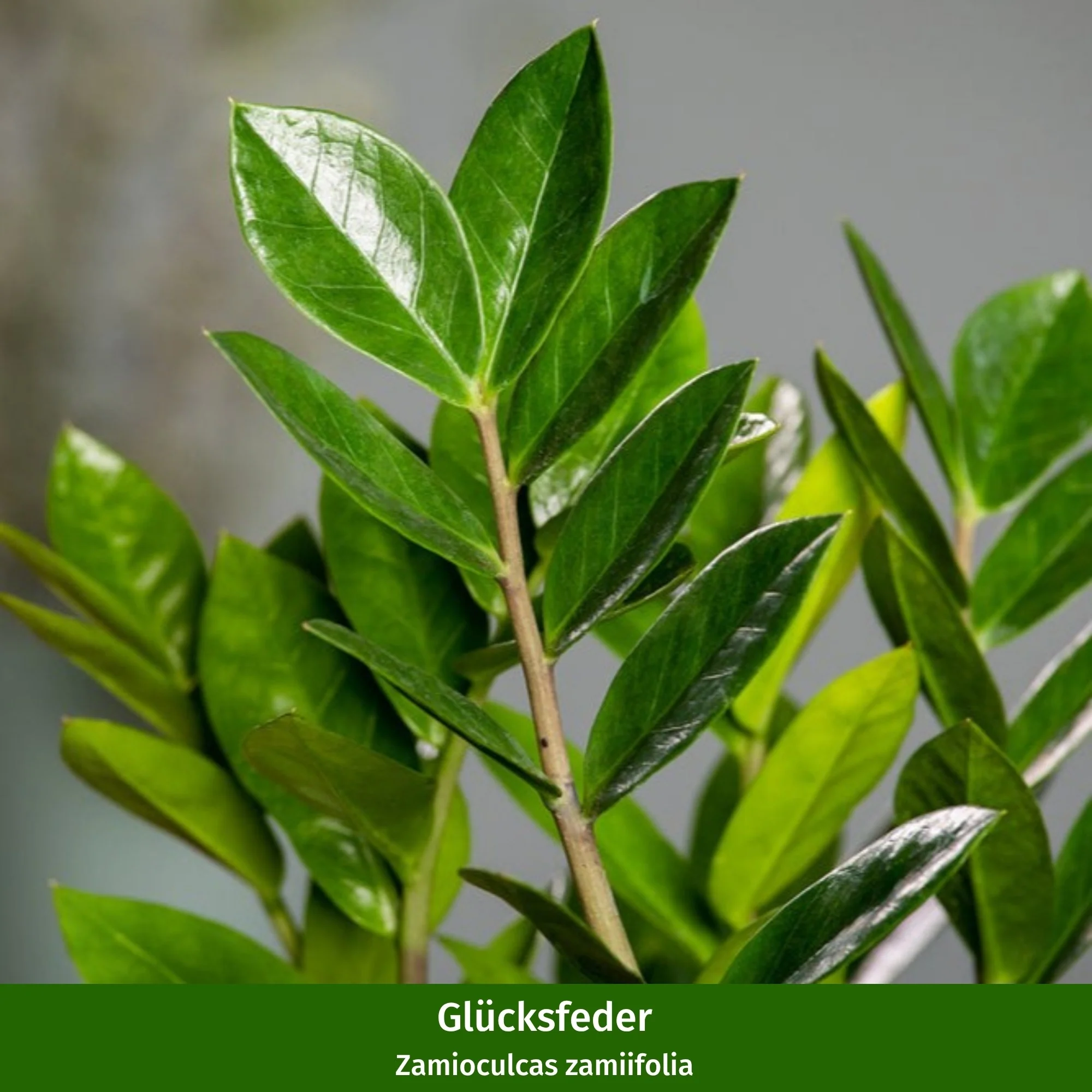 Zimmerpflanzen-Set "Robustes Glücksfeder-Duo" - Image 2