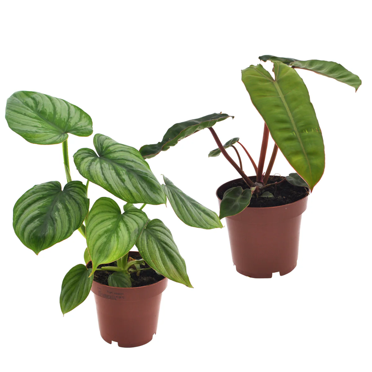 Zimmerpflanzen-Set "Tropische Baumfreunde", 2 Pflanzen