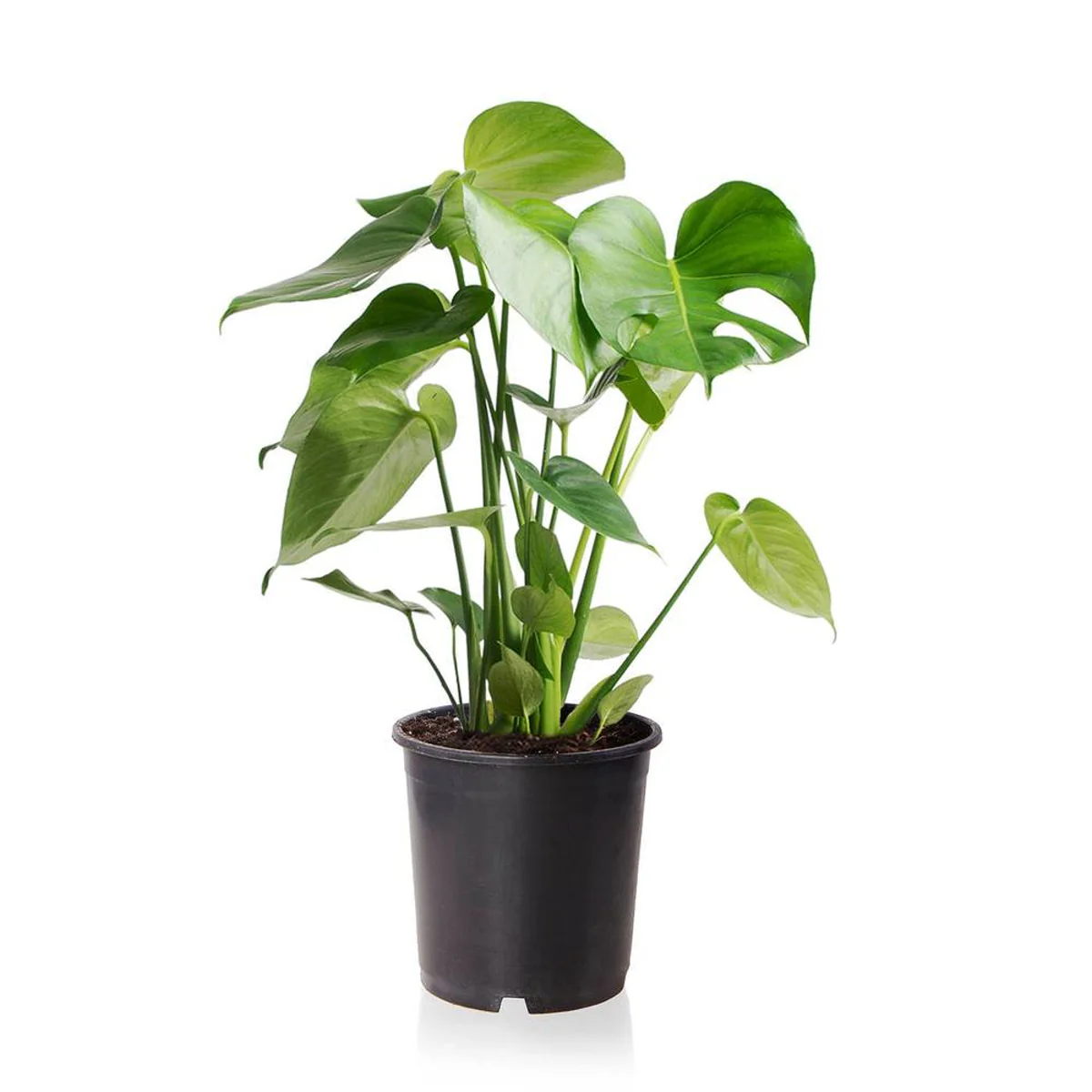 Zimmerpflanzen-Set "Urban Jungle", 3 Pflanzen - Image 6