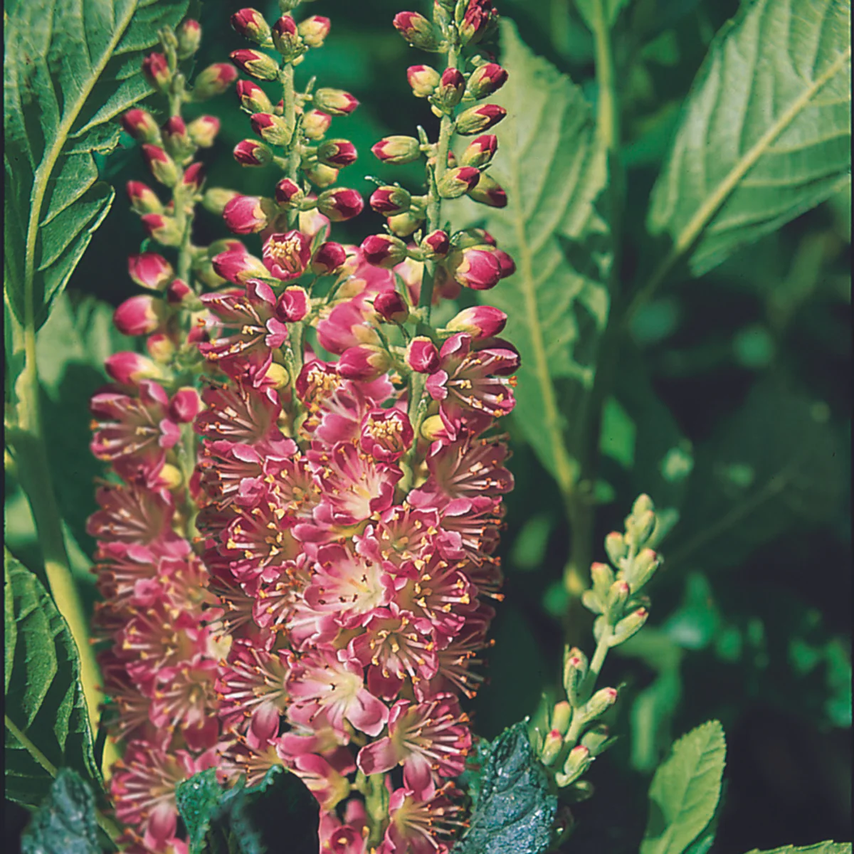 Zimterle 'Ruby Spice'