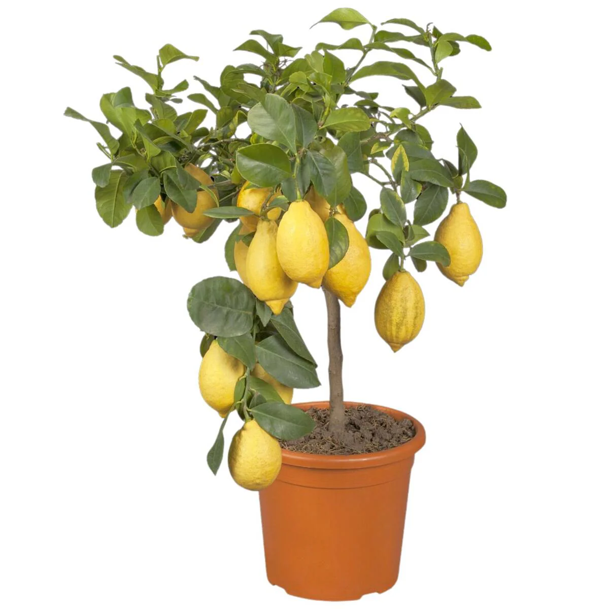 Zitronenbaum - Image 2
