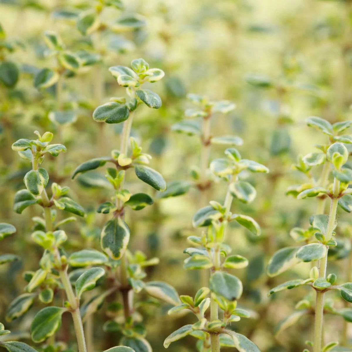 Zitronenthymian 'Doone Valley'