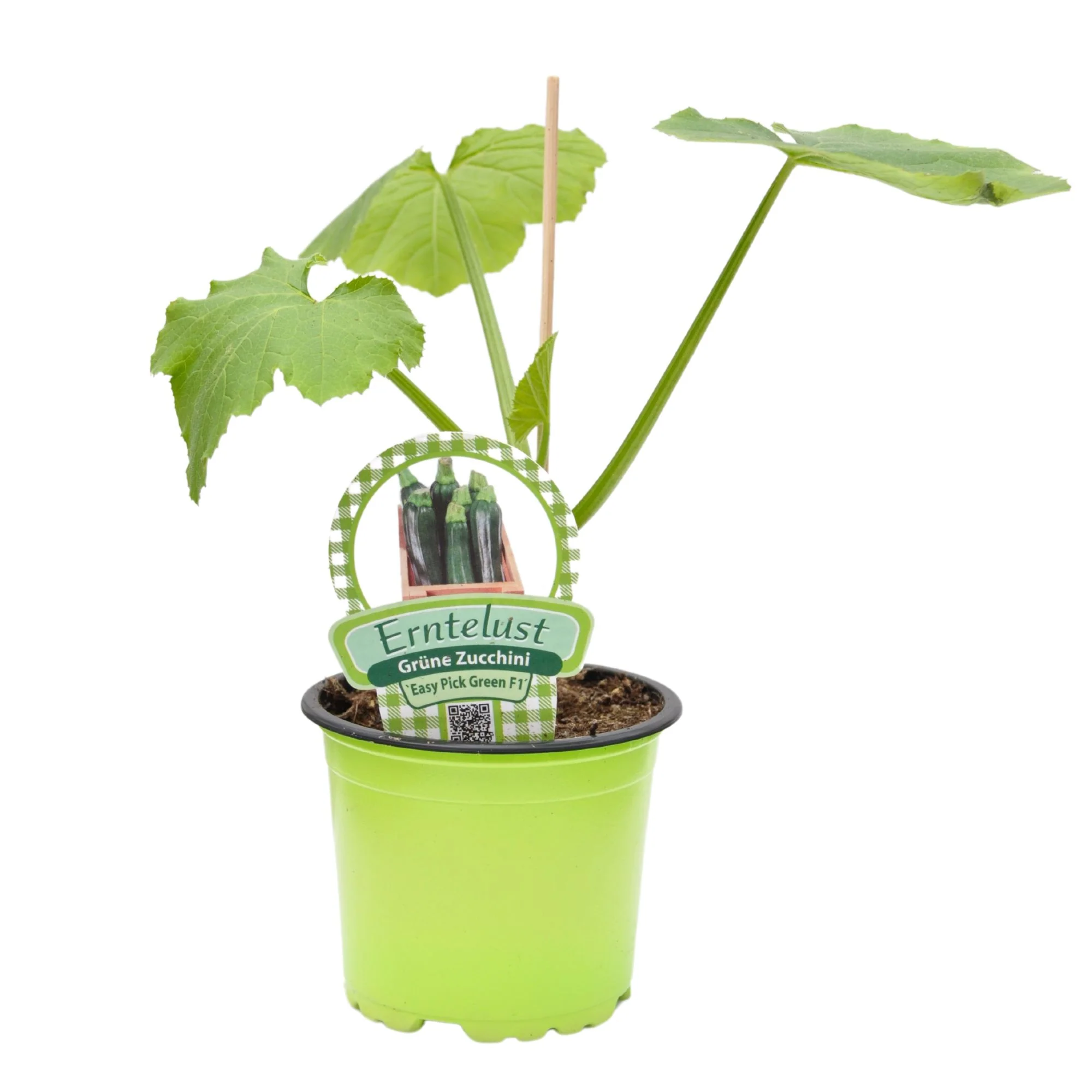 Zucchini 'Easy Pic Green' - Image 2