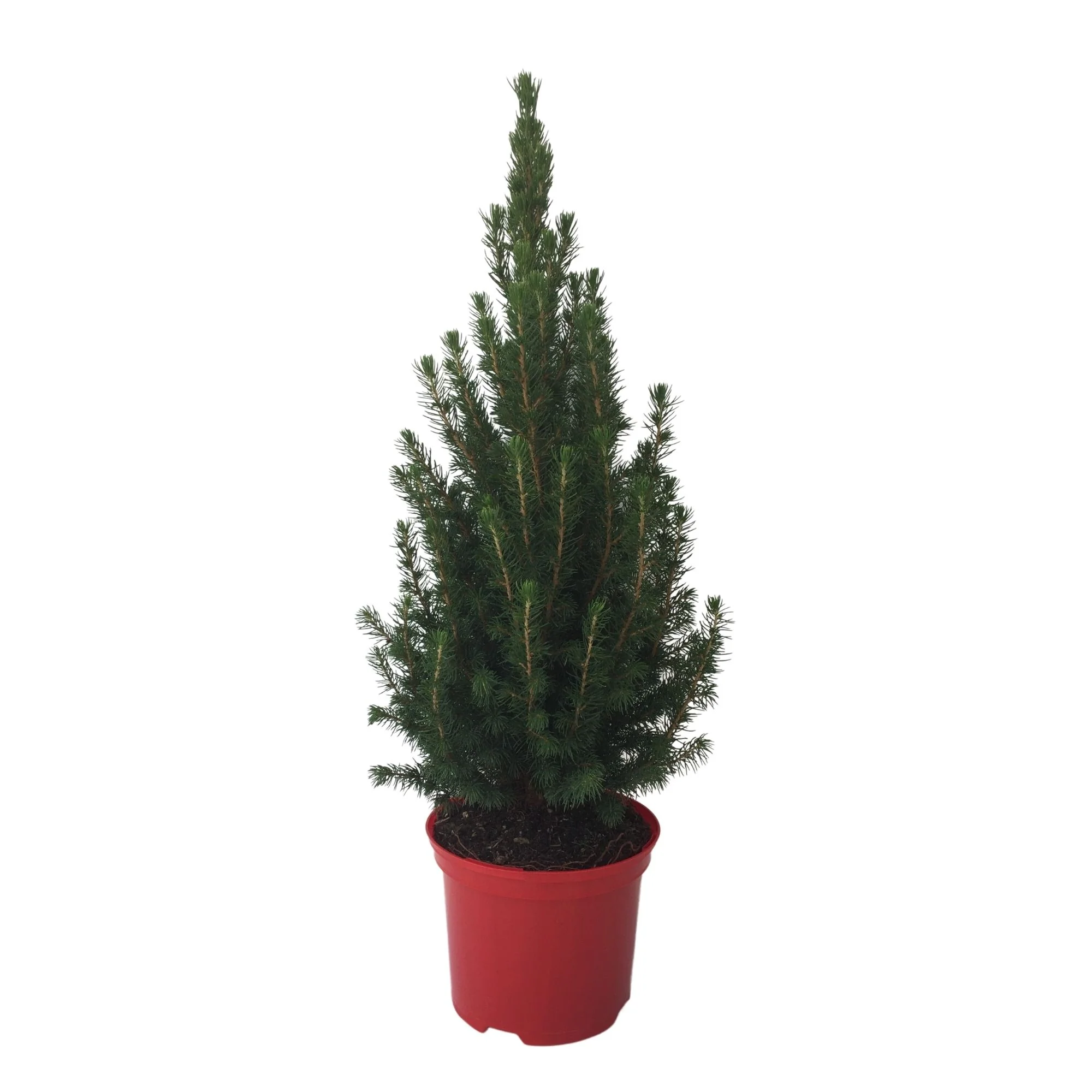 Zuckerhutfichte ‘Conica‘, 40 - 50 cm
