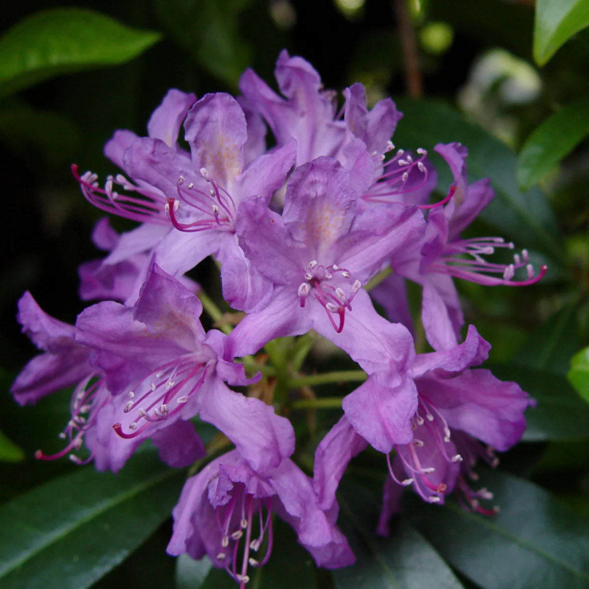 Zwerg-Rhododendron 'Moerheimii'