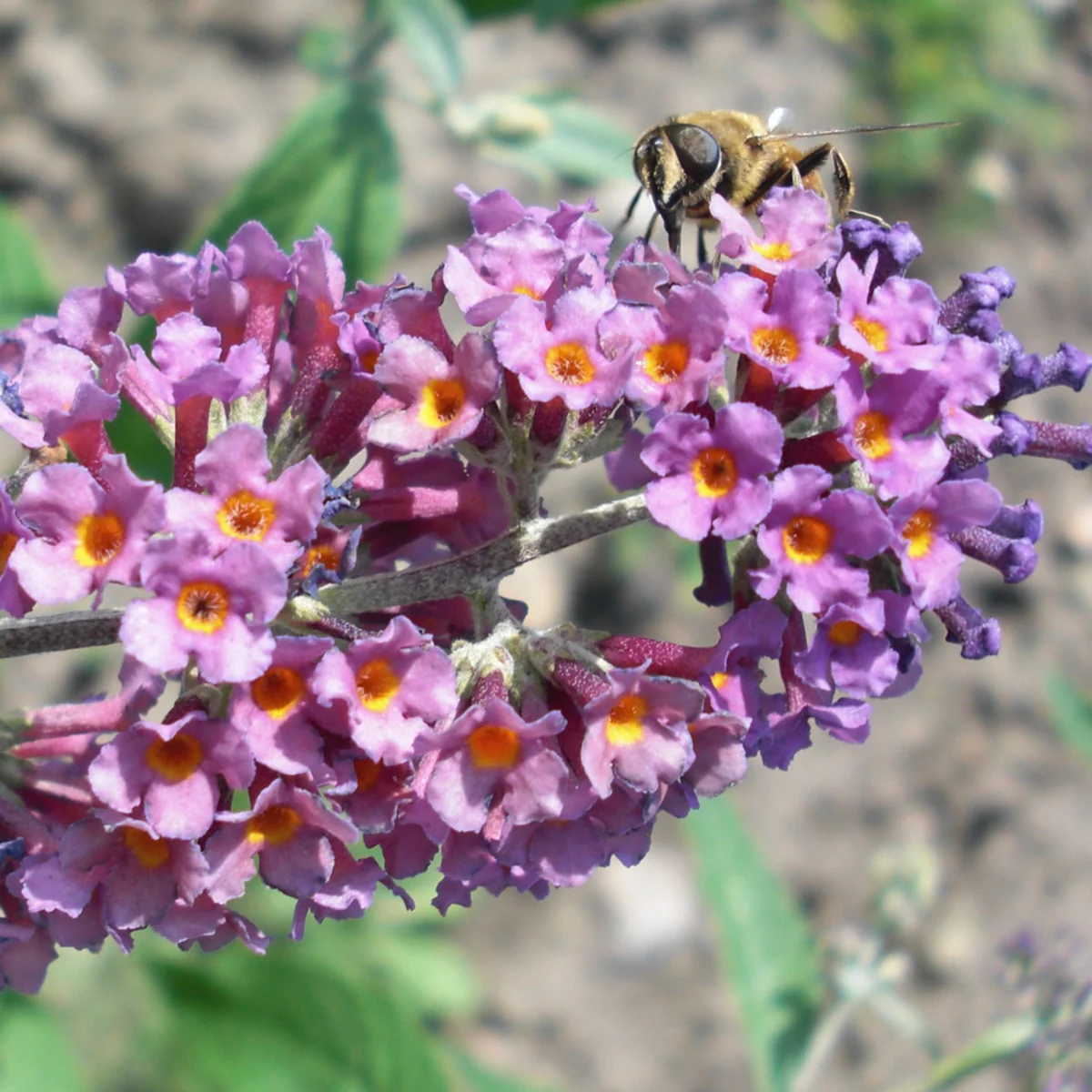 Zwerg Sommerflieder 'Bicolor' - Image 2