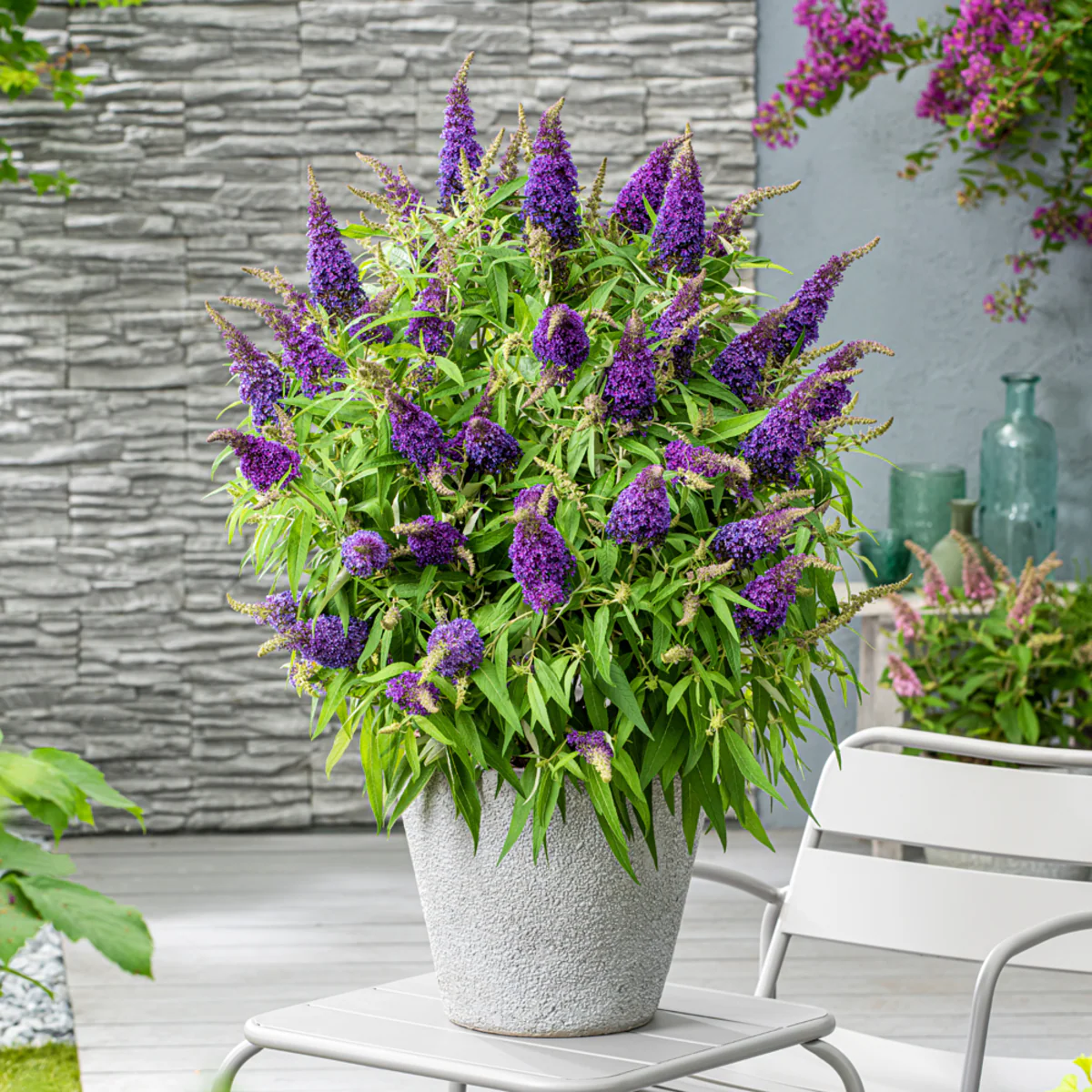 Zwerg-Sommerflieder 'Butterfly Candy®' - Image 10