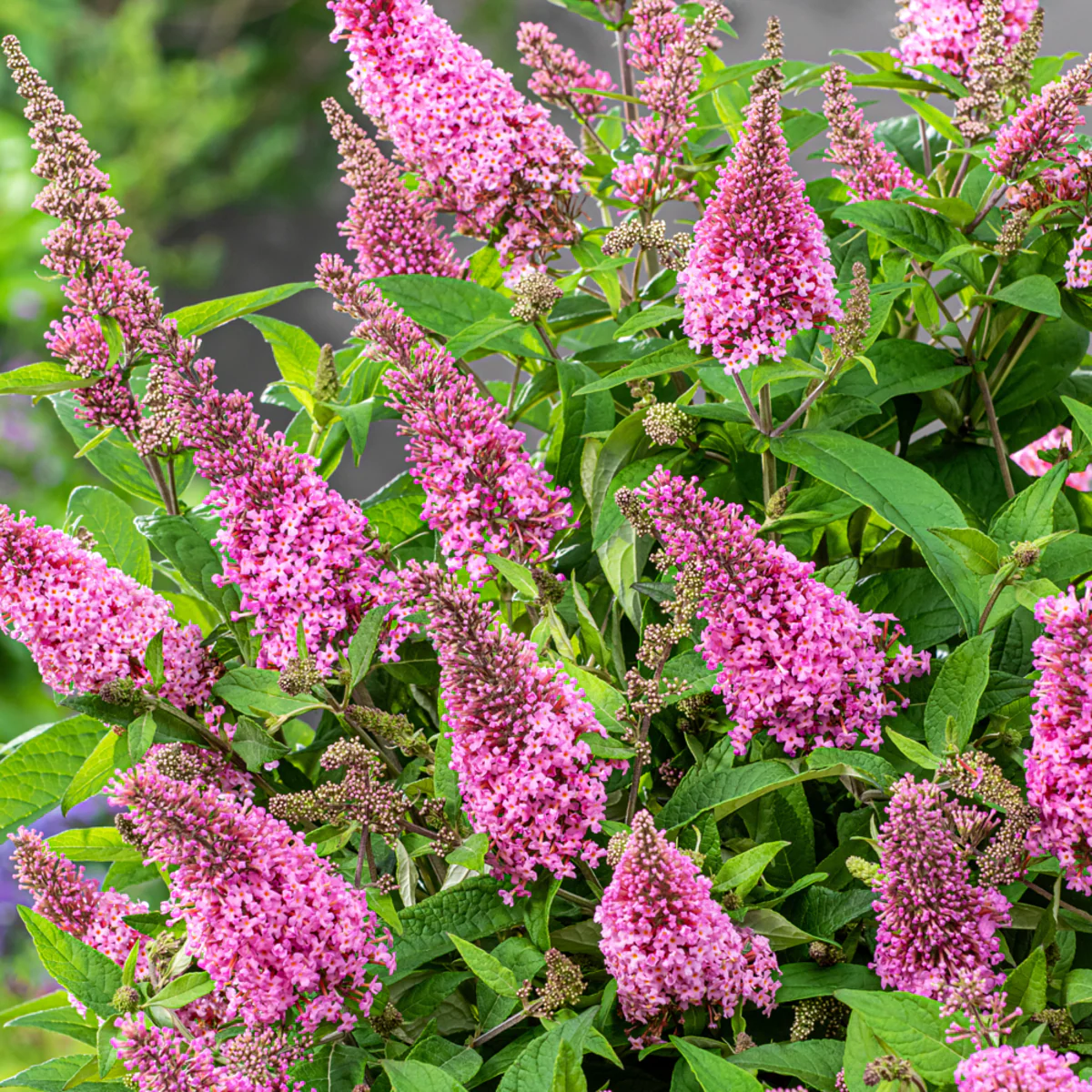 Zwerg-Sommerflieder 'Butterfly Candy®' - Image 11