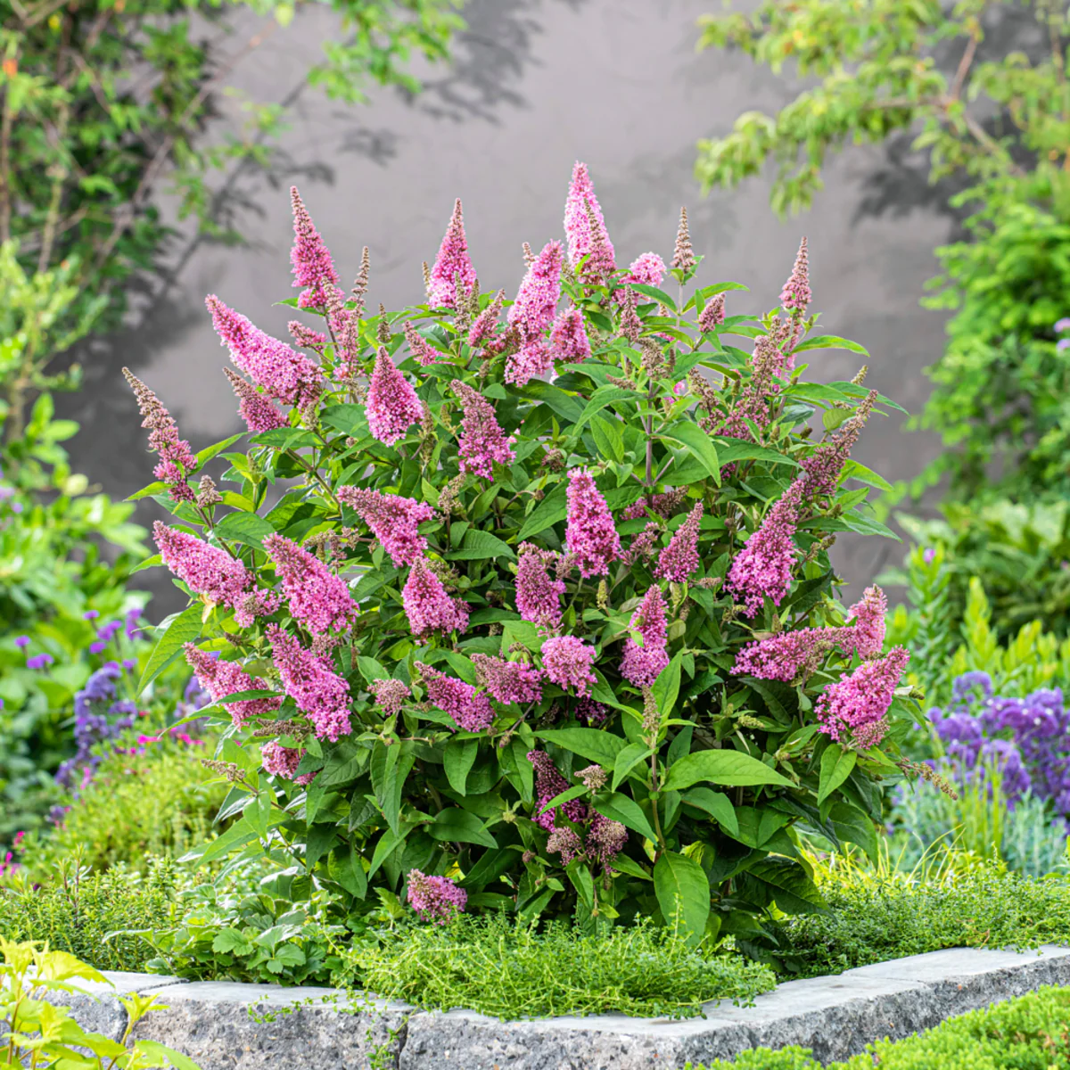 Zwerg-Sommerflieder 'Butterfly Candy®' - Image 12